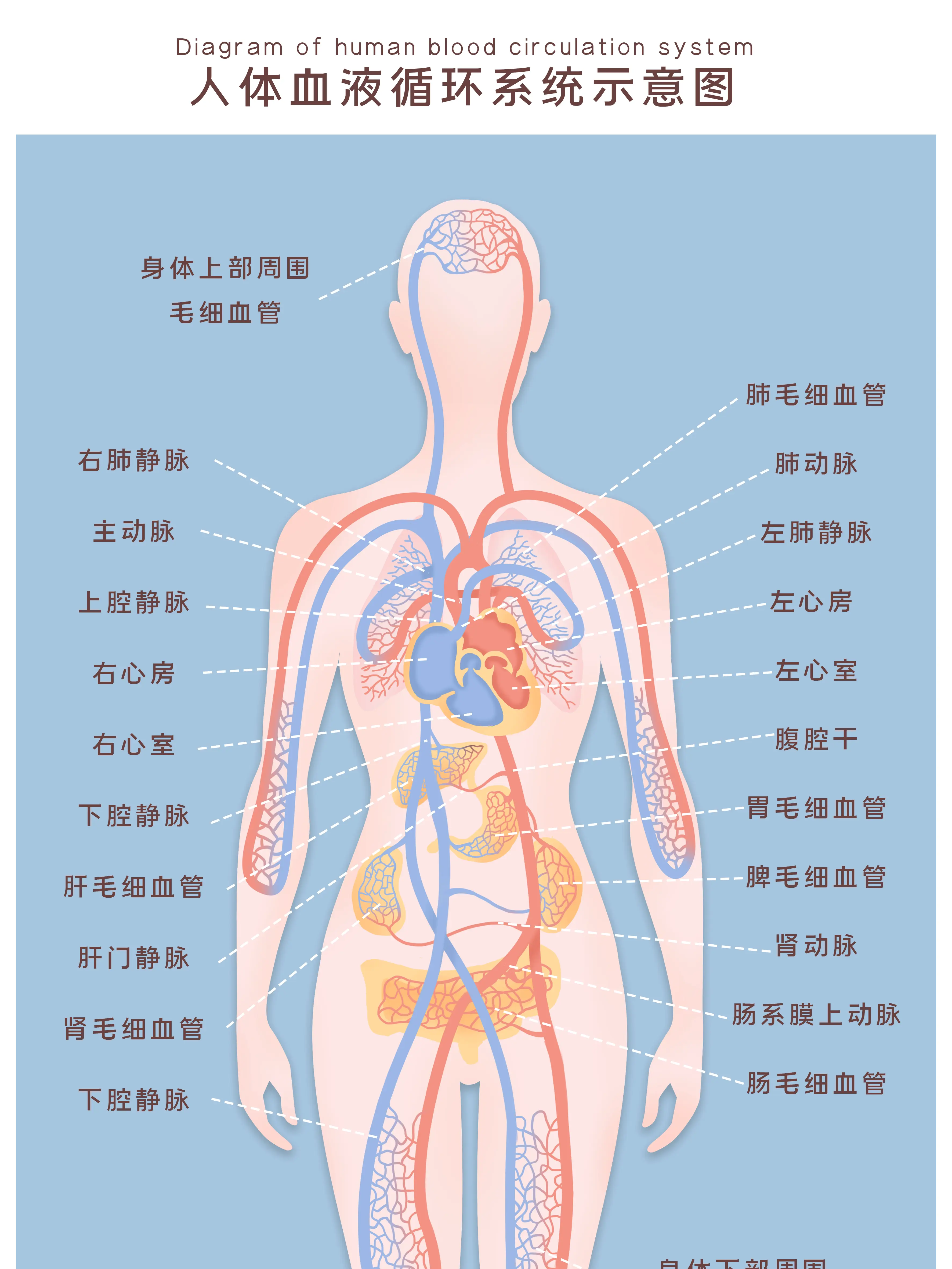 人體血液系統循環示意圖漫畫封面图片