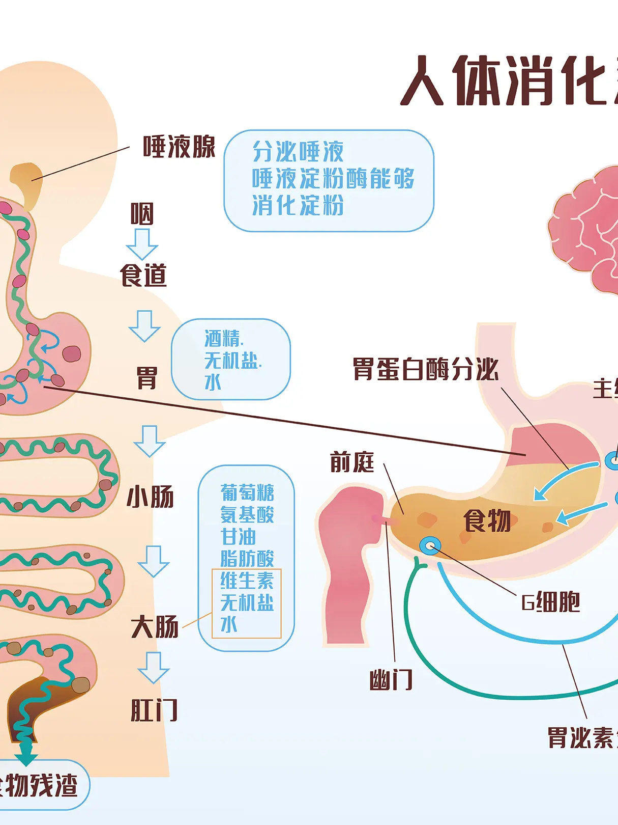 人體消化系統消化過程條漫免费在線閱讀