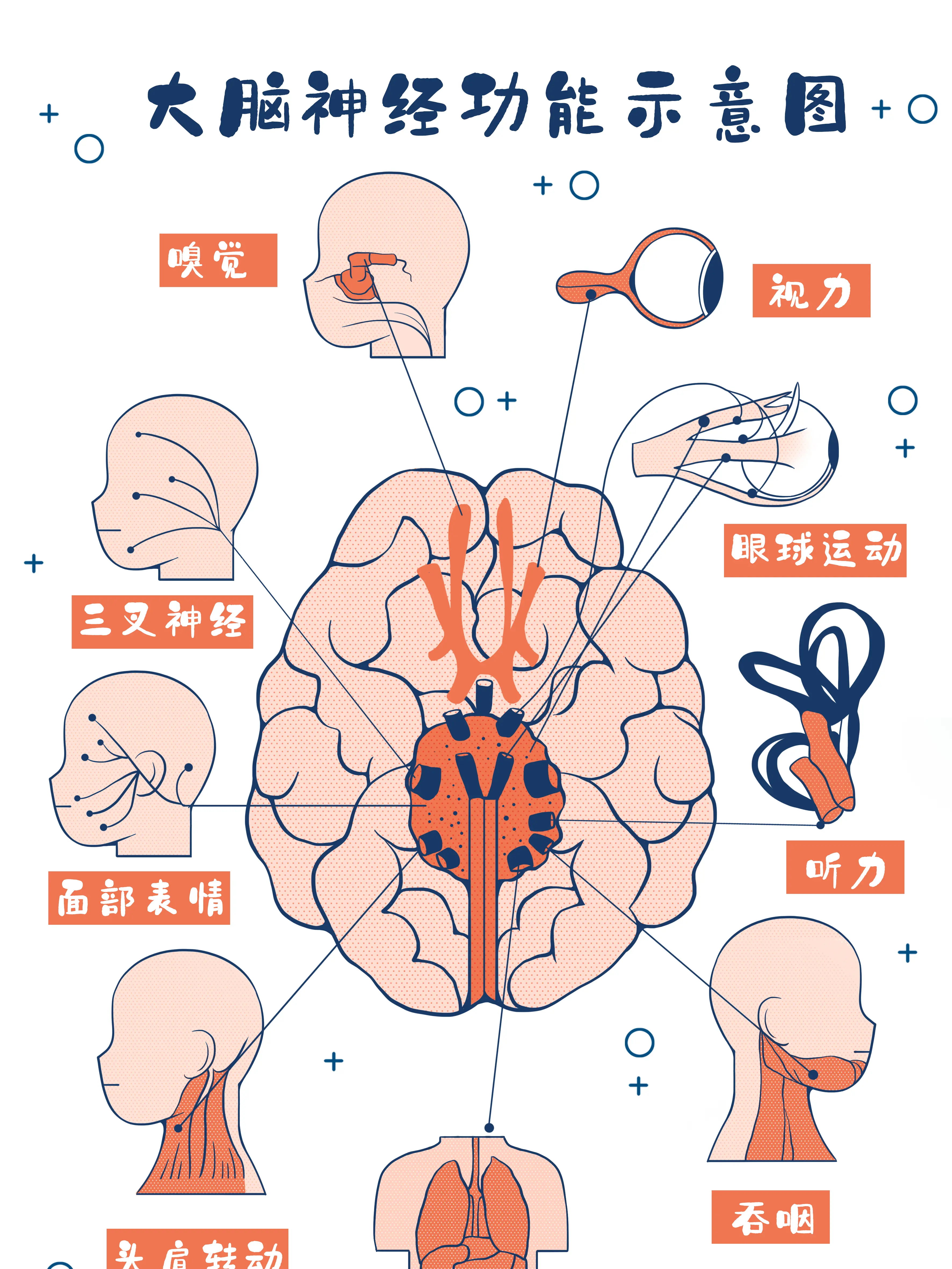 大腦器官知識小科普漫畫封面图片