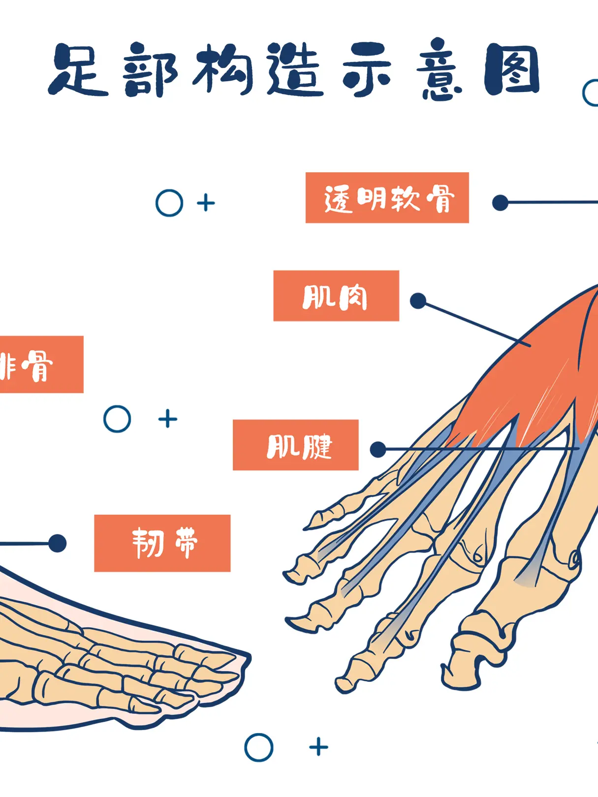 足部構造知識小科普漫畫封面图片