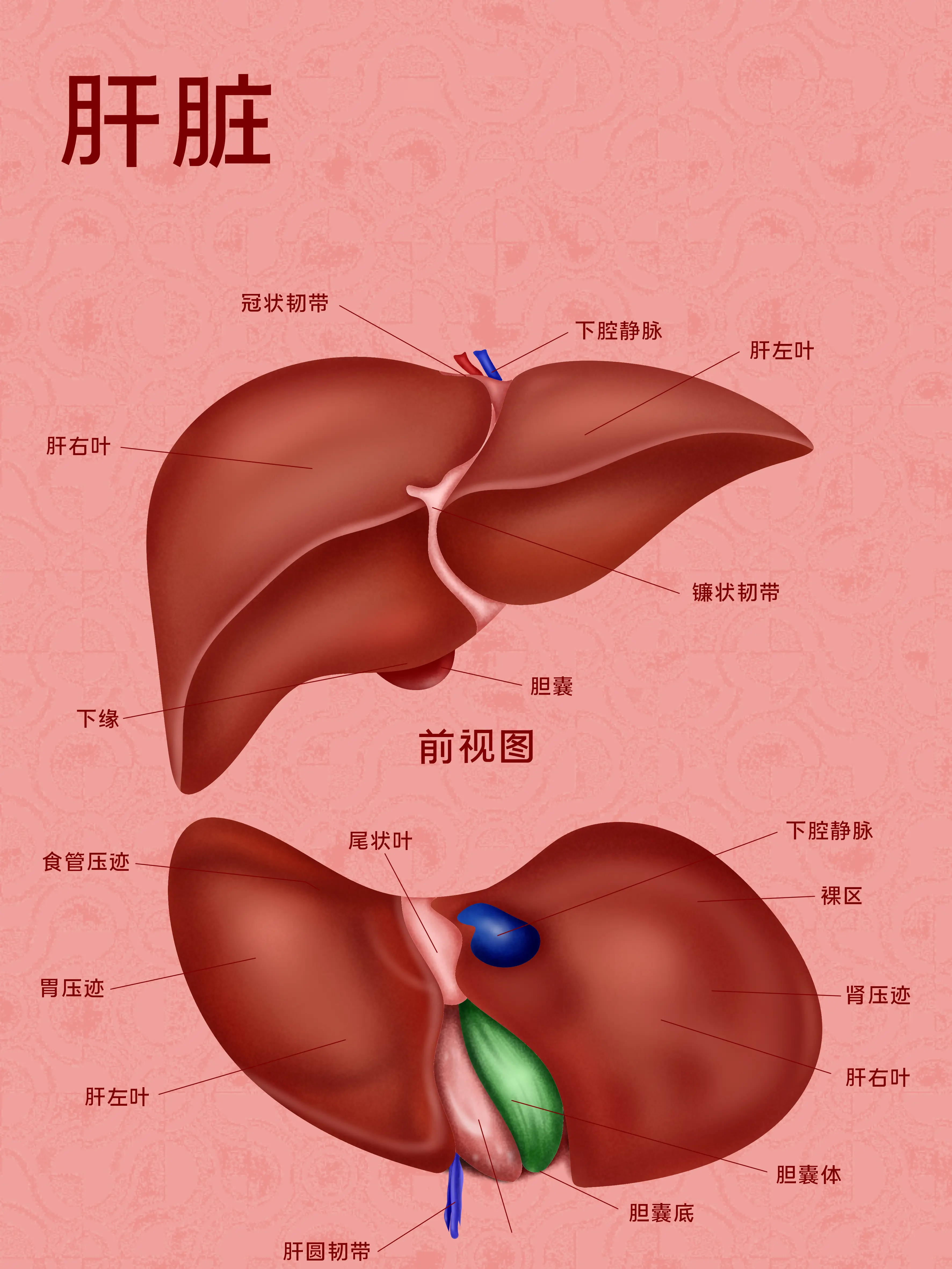 肝髒器官知識小科普漫畫封面图片