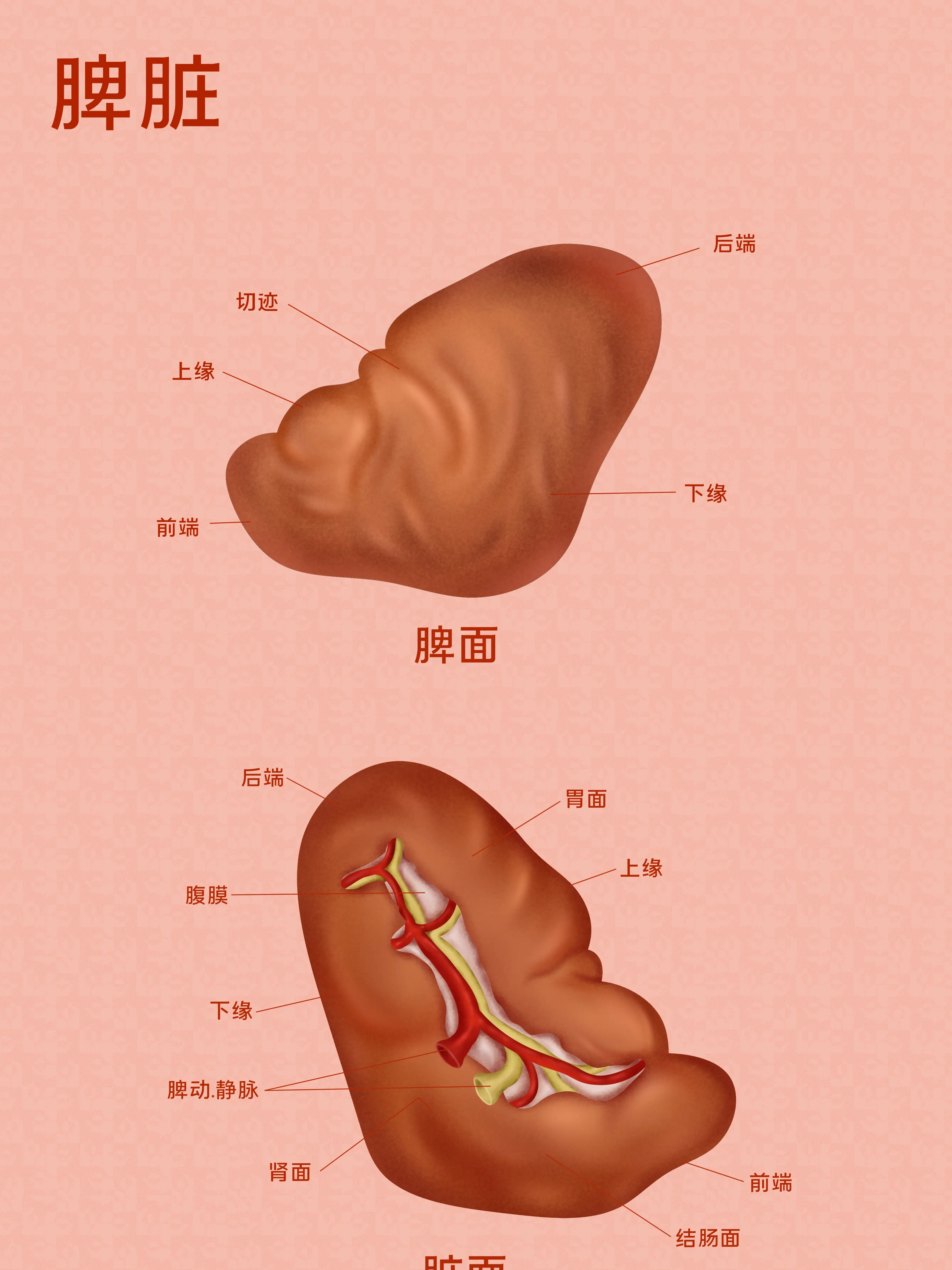 脾髒器官知識小科普漫畫封面图片