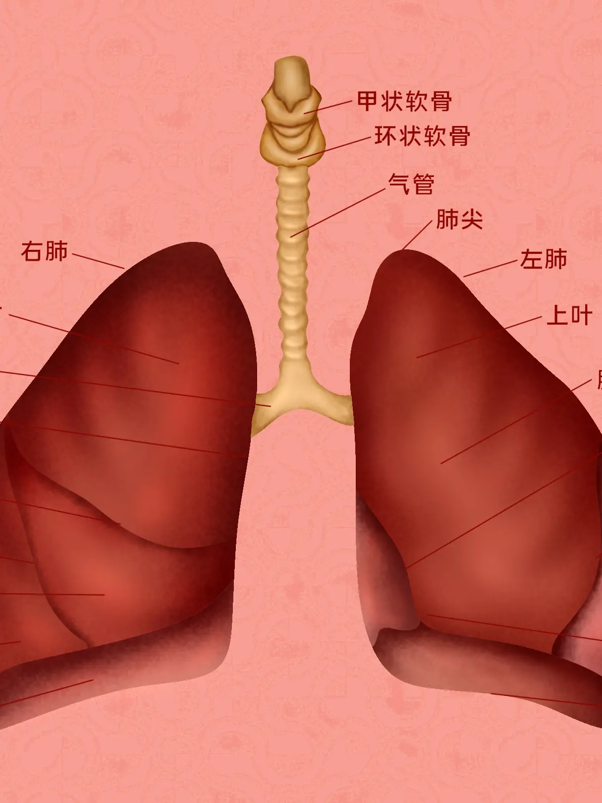 肺髒器官知識小科普漫畫封面图片