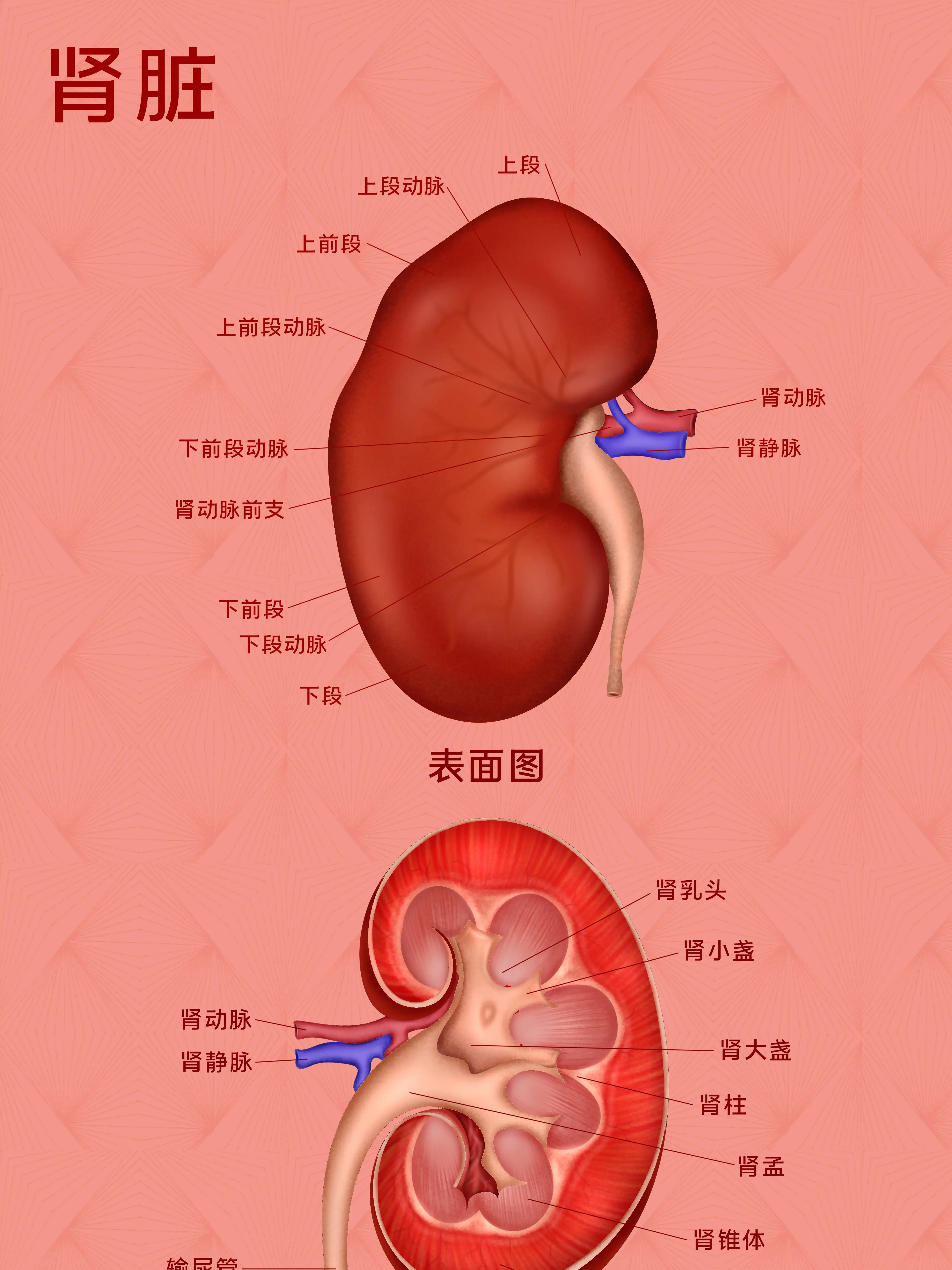 腎髒器官知識小科普漫畫封面图片
