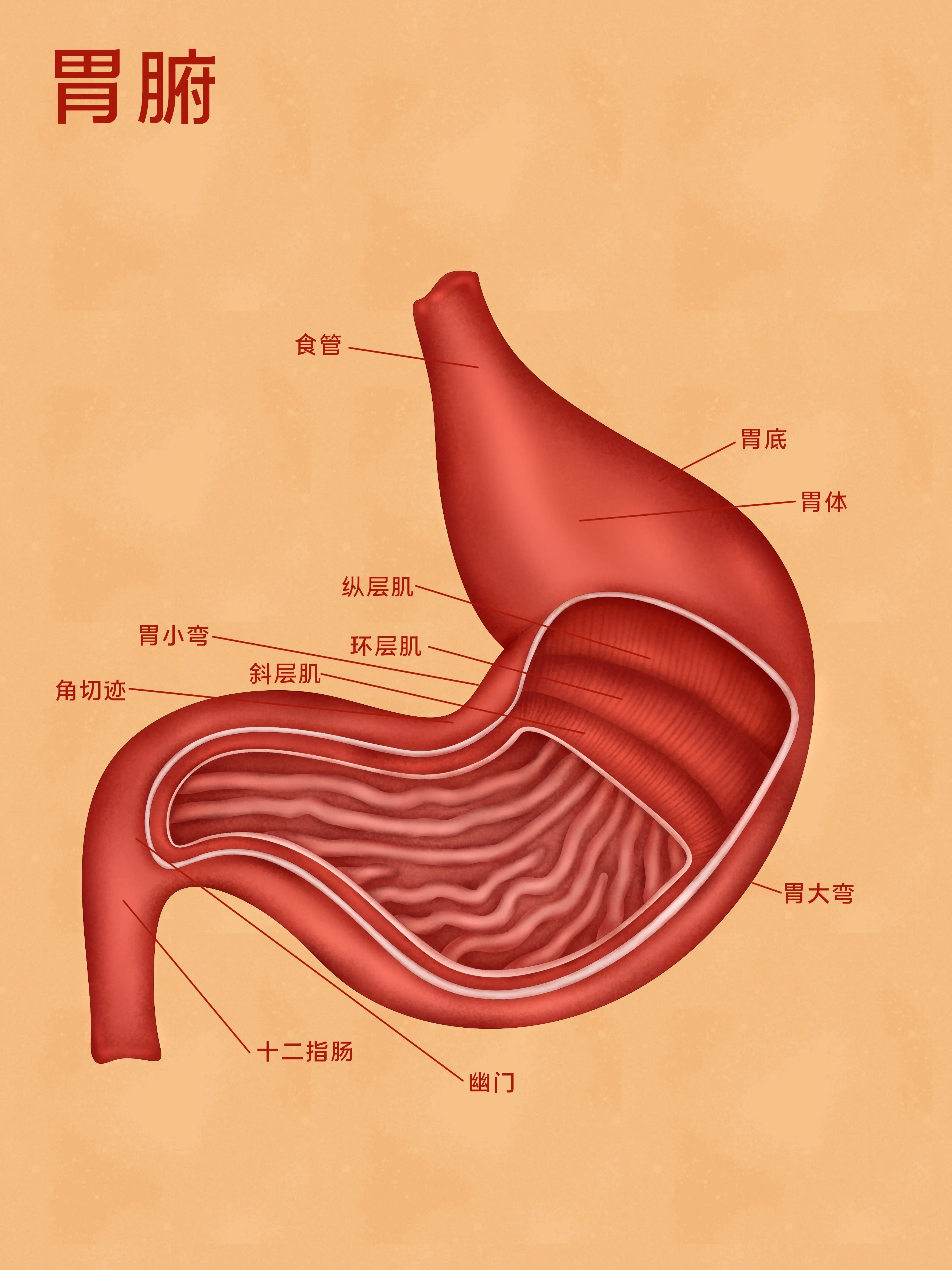 胃器官知識小科普漫畫封面图片