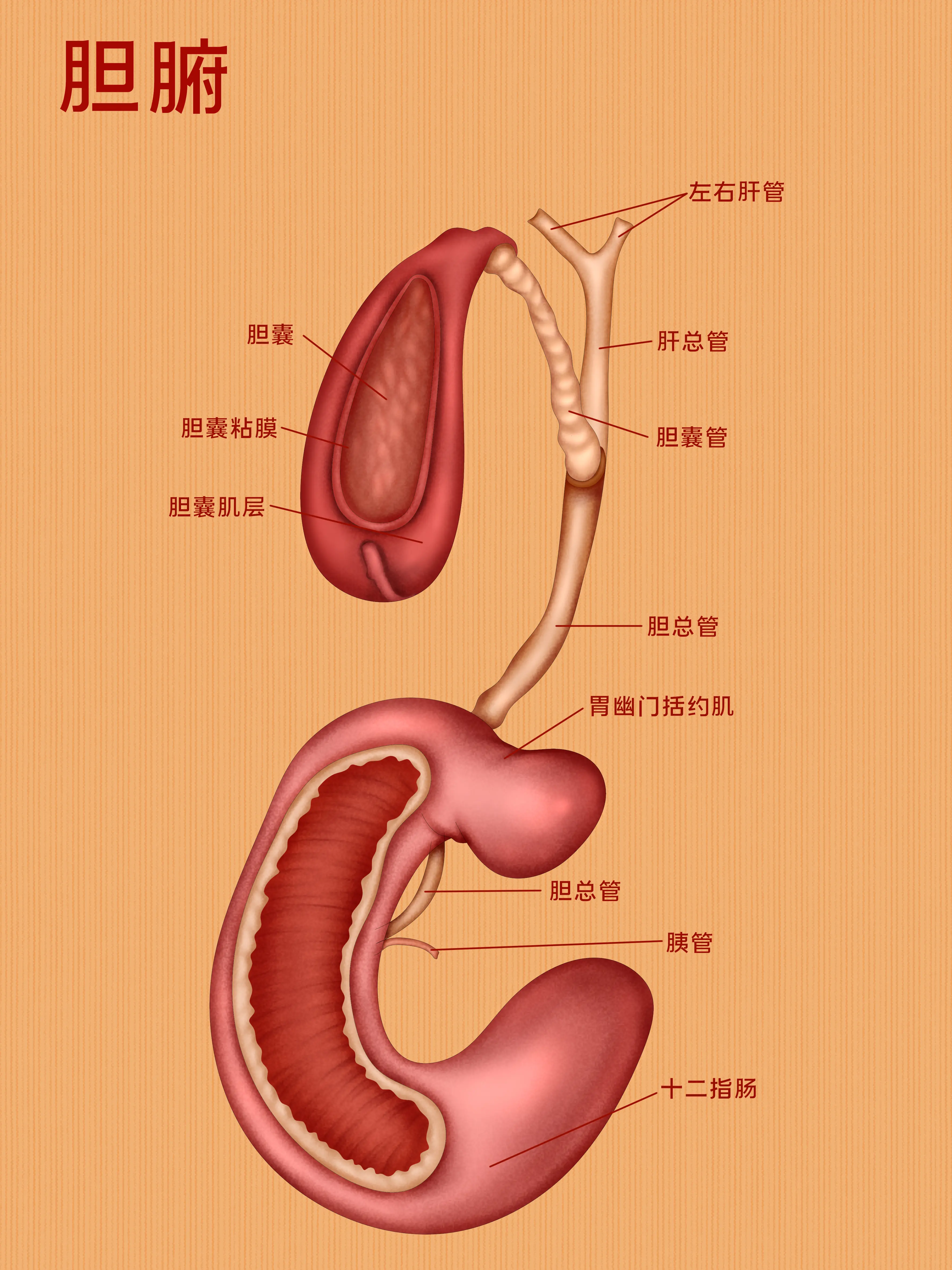 膽器官知識小科普漫畫封面图片