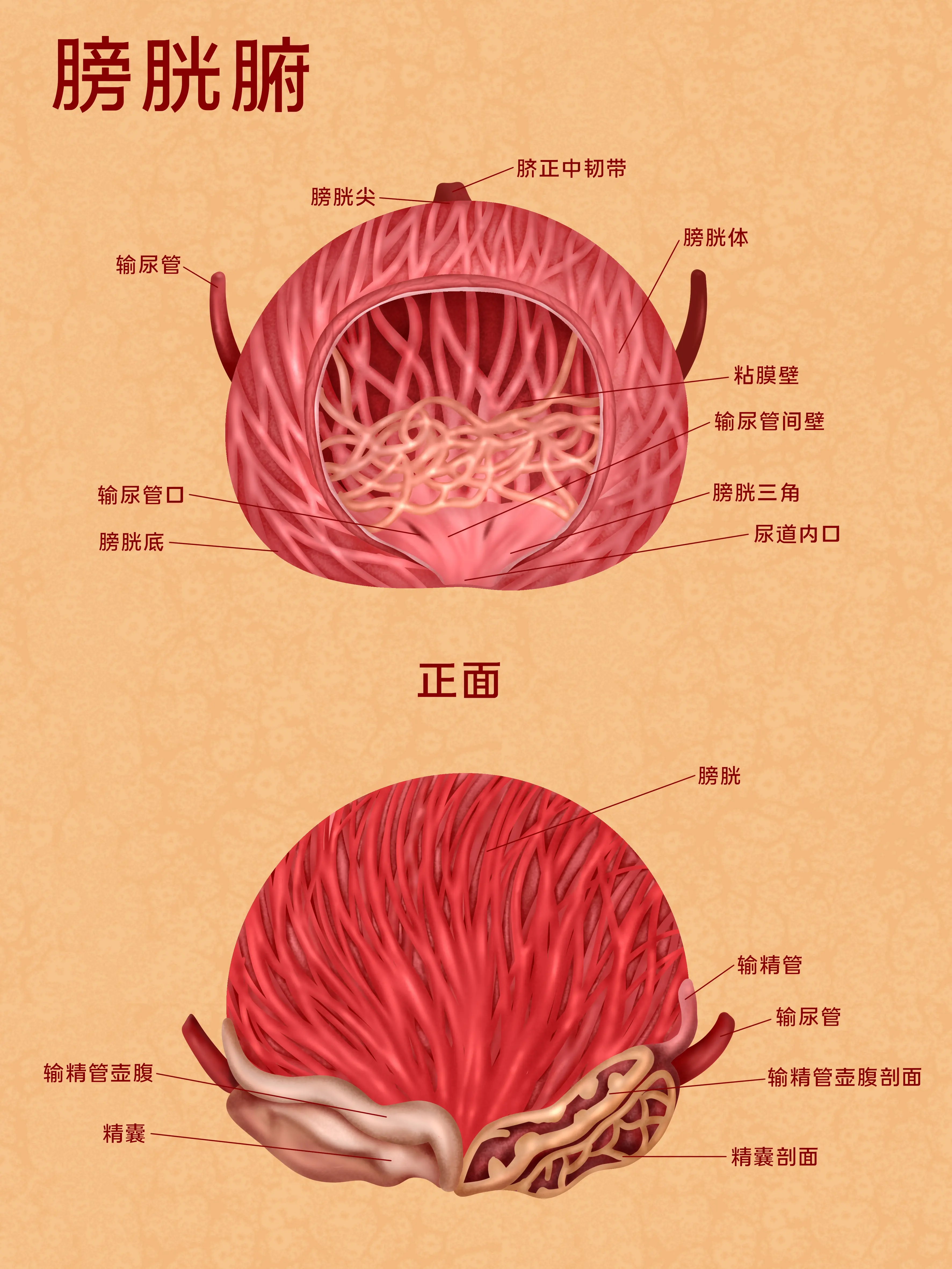 膀胱器官知識小科普漫畫封面图片