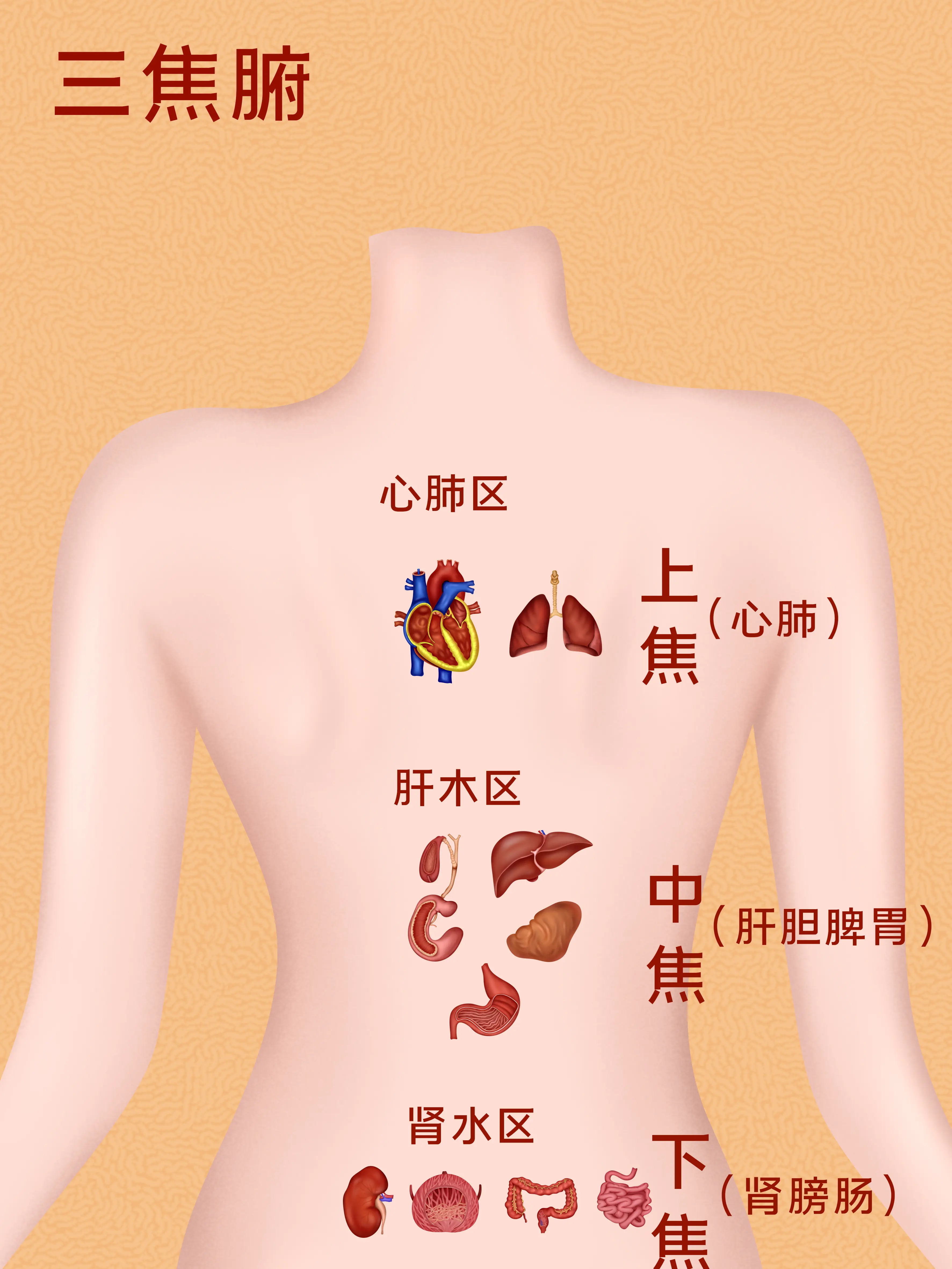 三焦腑器官知識小科普漫畫封面图片