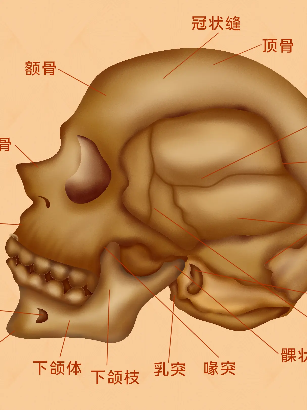 腦部頭骨知識小科普漫畫封面图片
