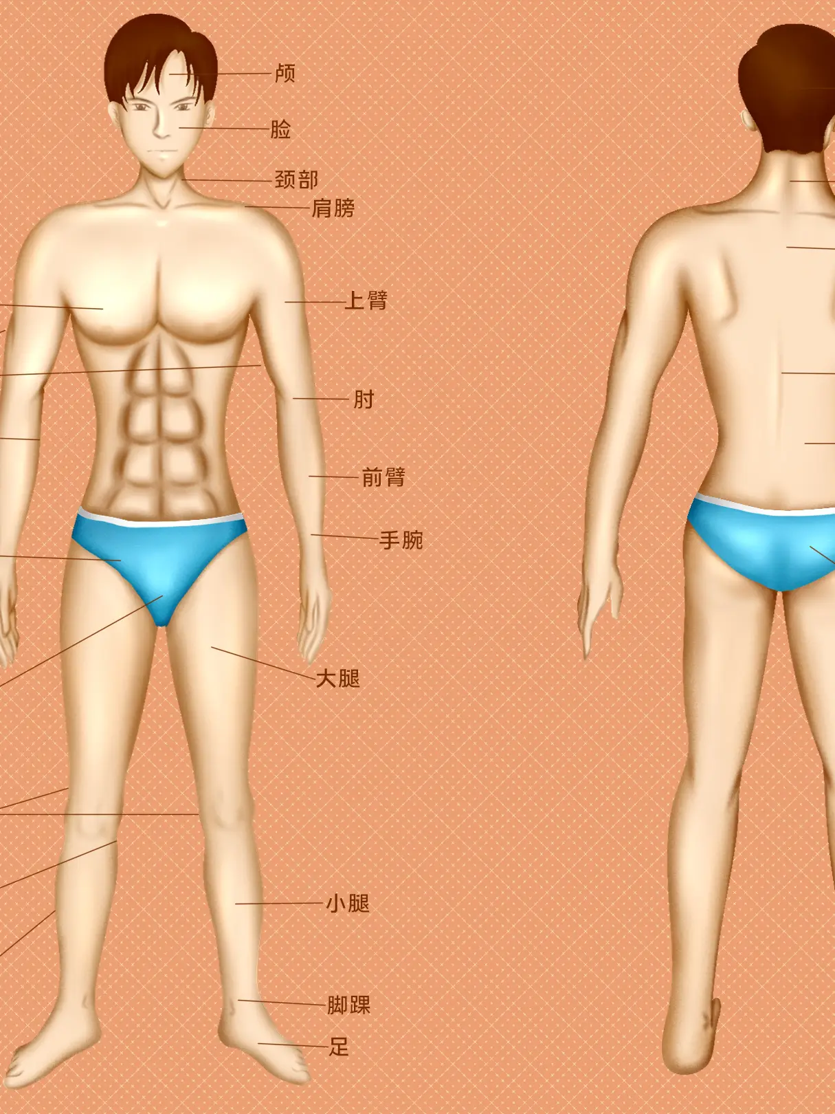 人體結構知識小科普漫畫封面图片