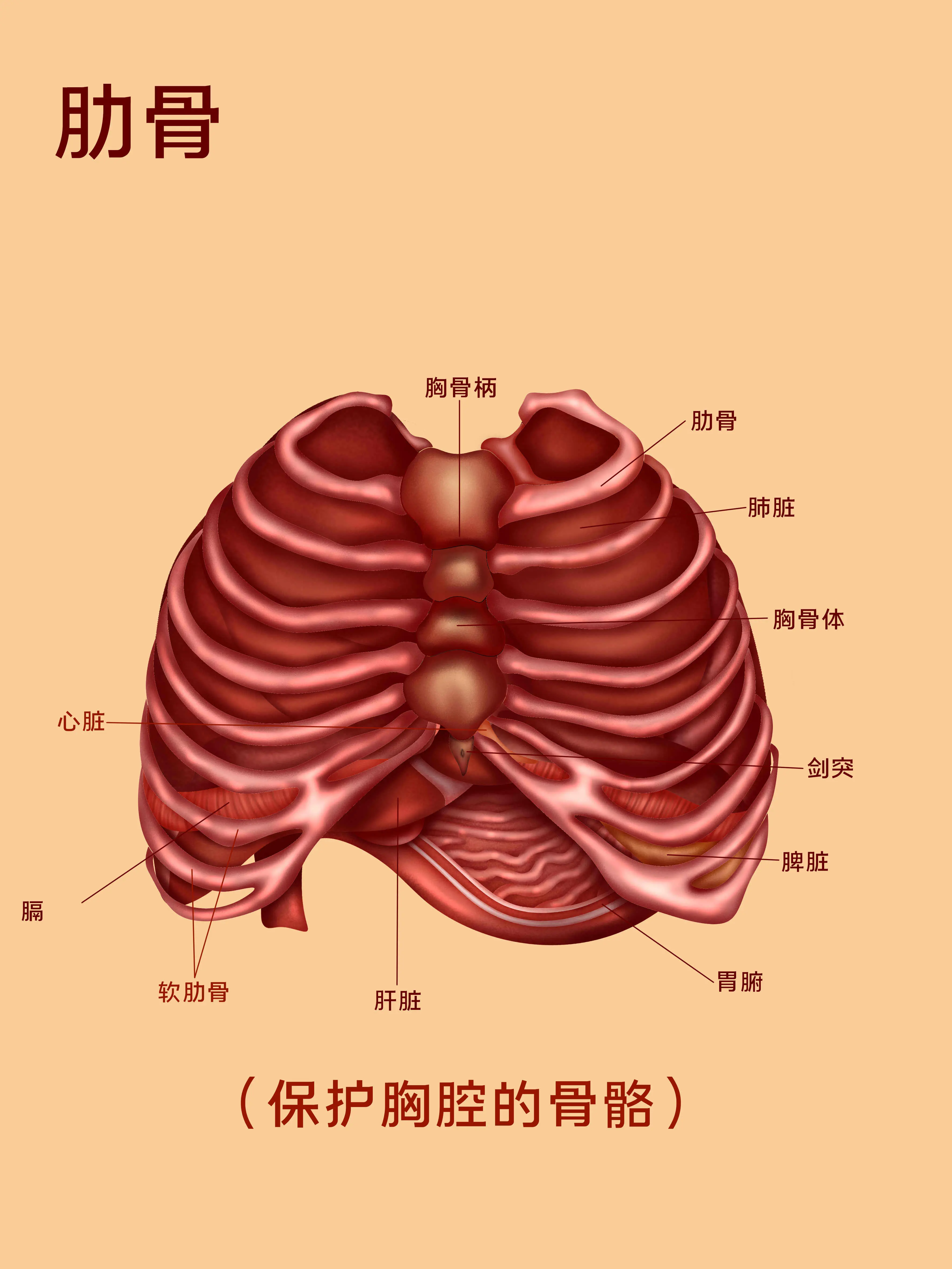 肋骨部結構知識小科普漫畫封面图片