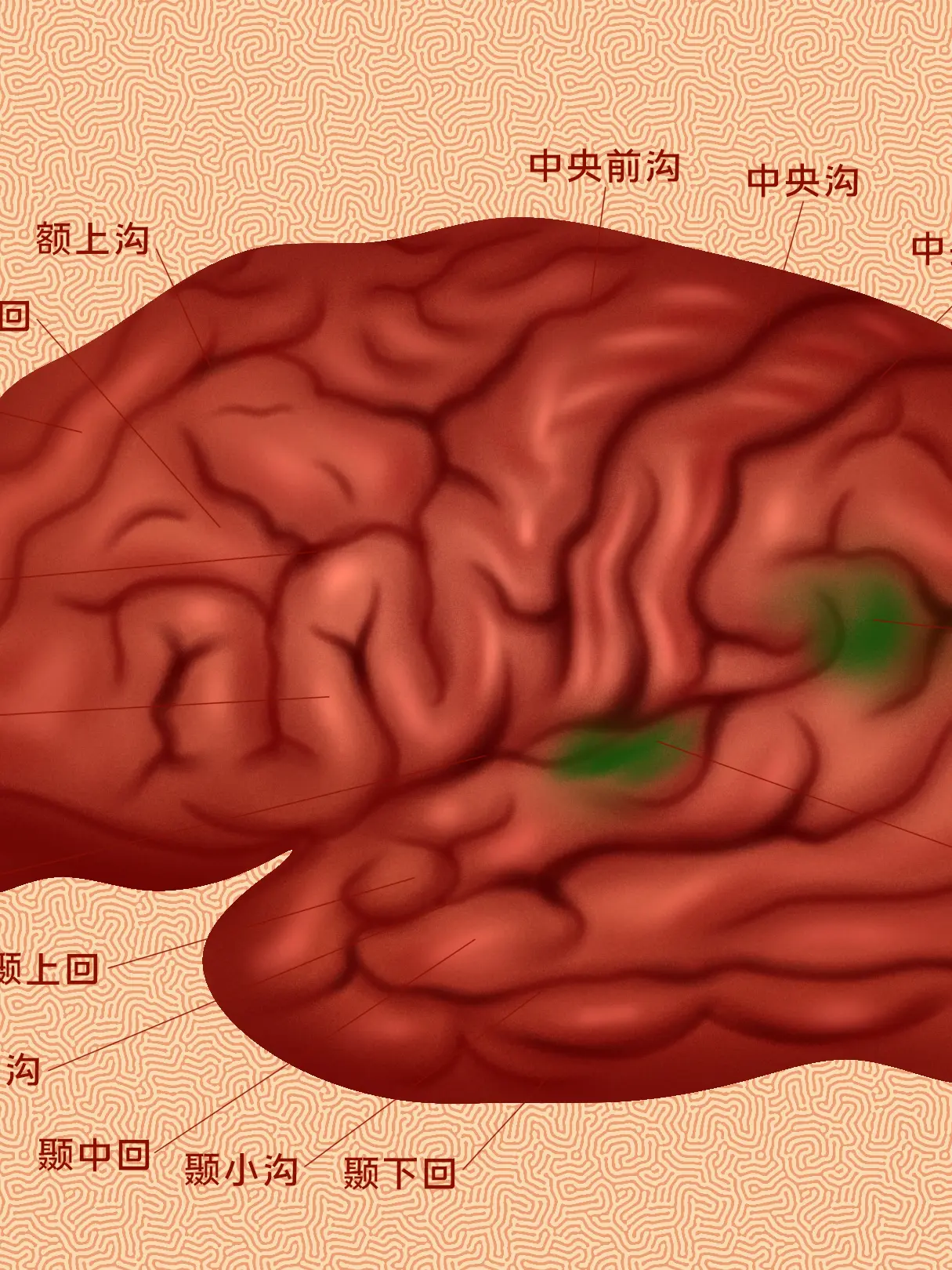 腦部結構知識小科普漫畫封面图片
