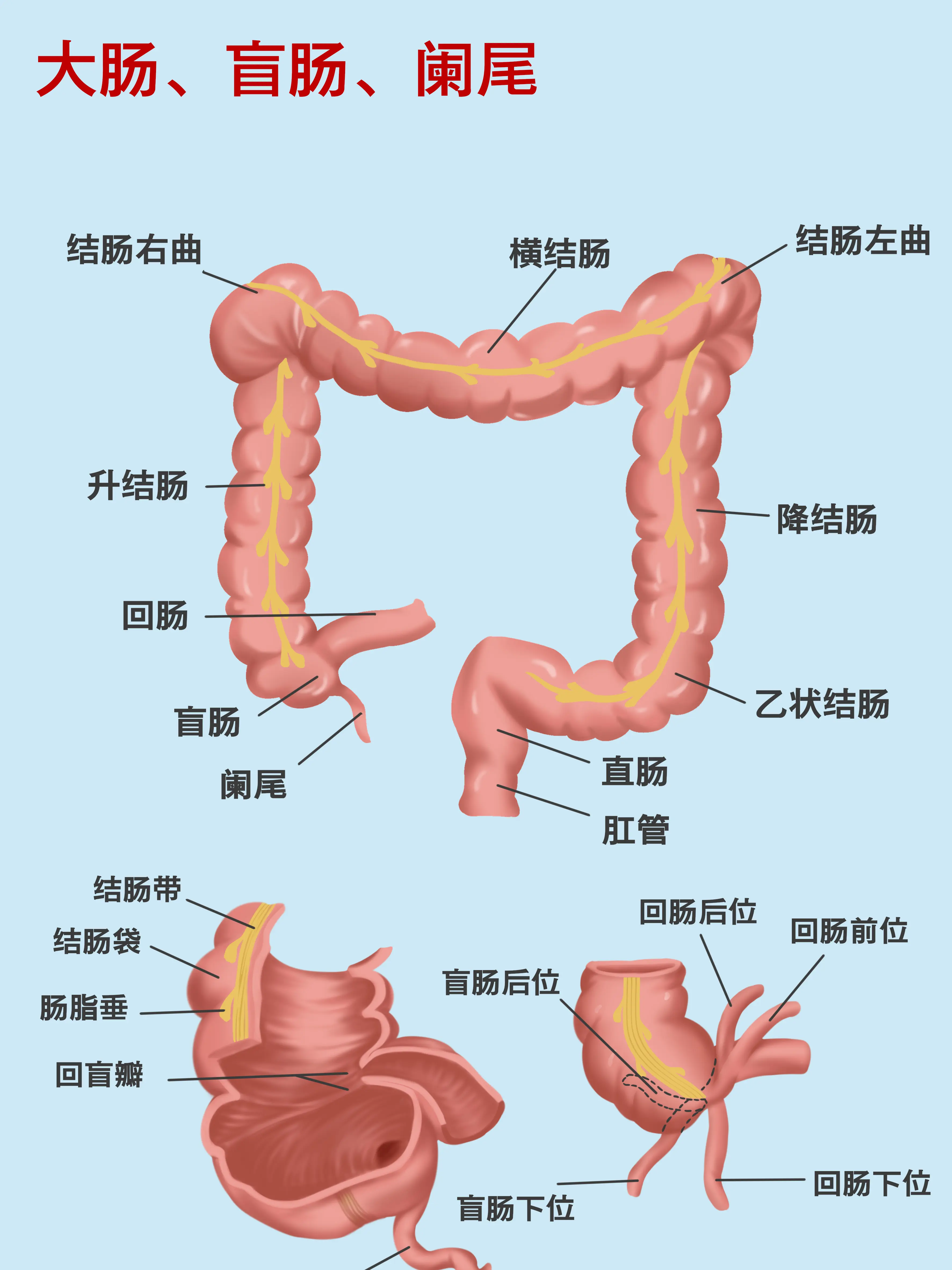 大腸、盲腸、闌尾結構知識小科普漫畫封面图片
