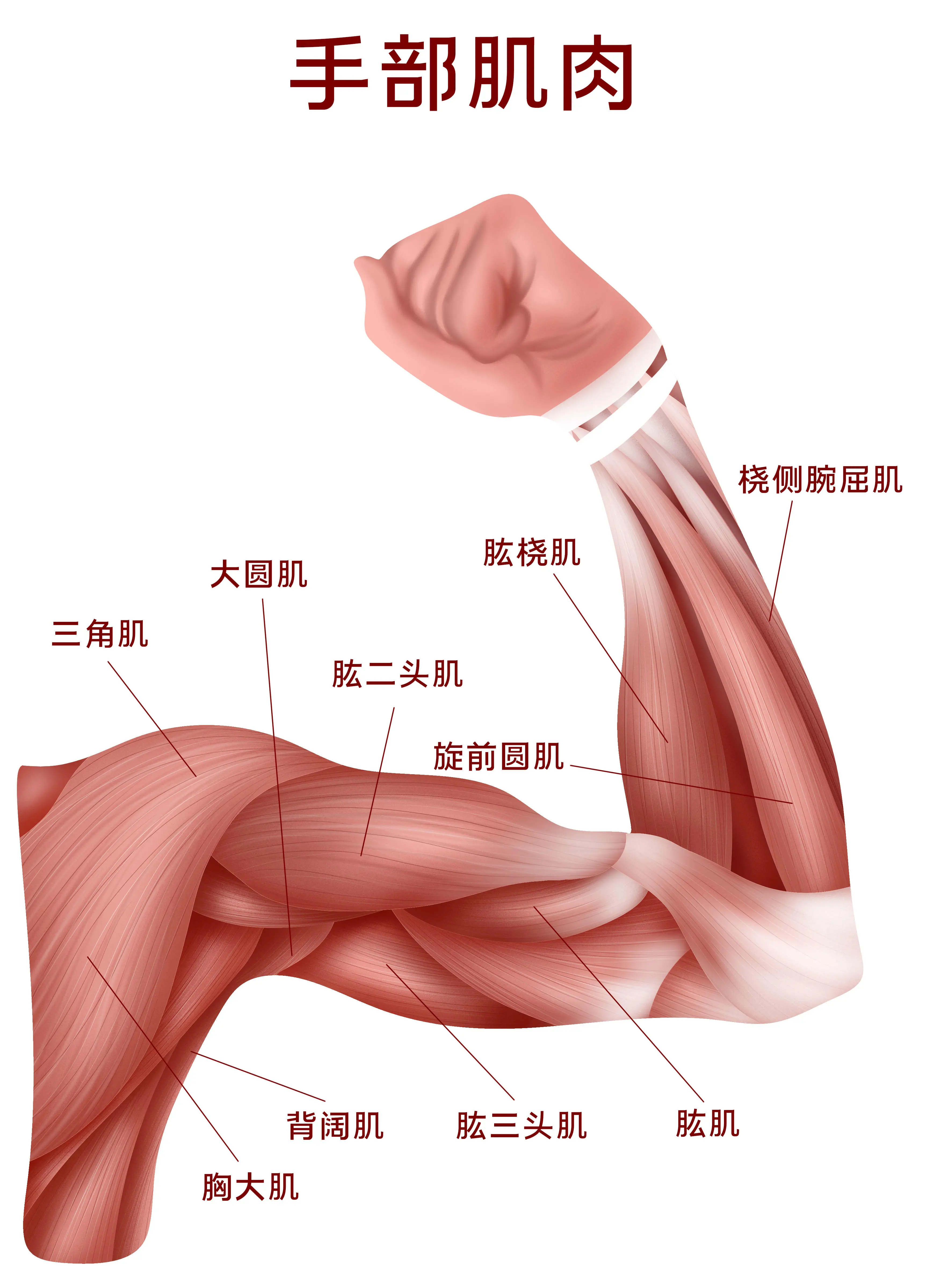 手部肌肉結構知識小科普漫畫封面图片