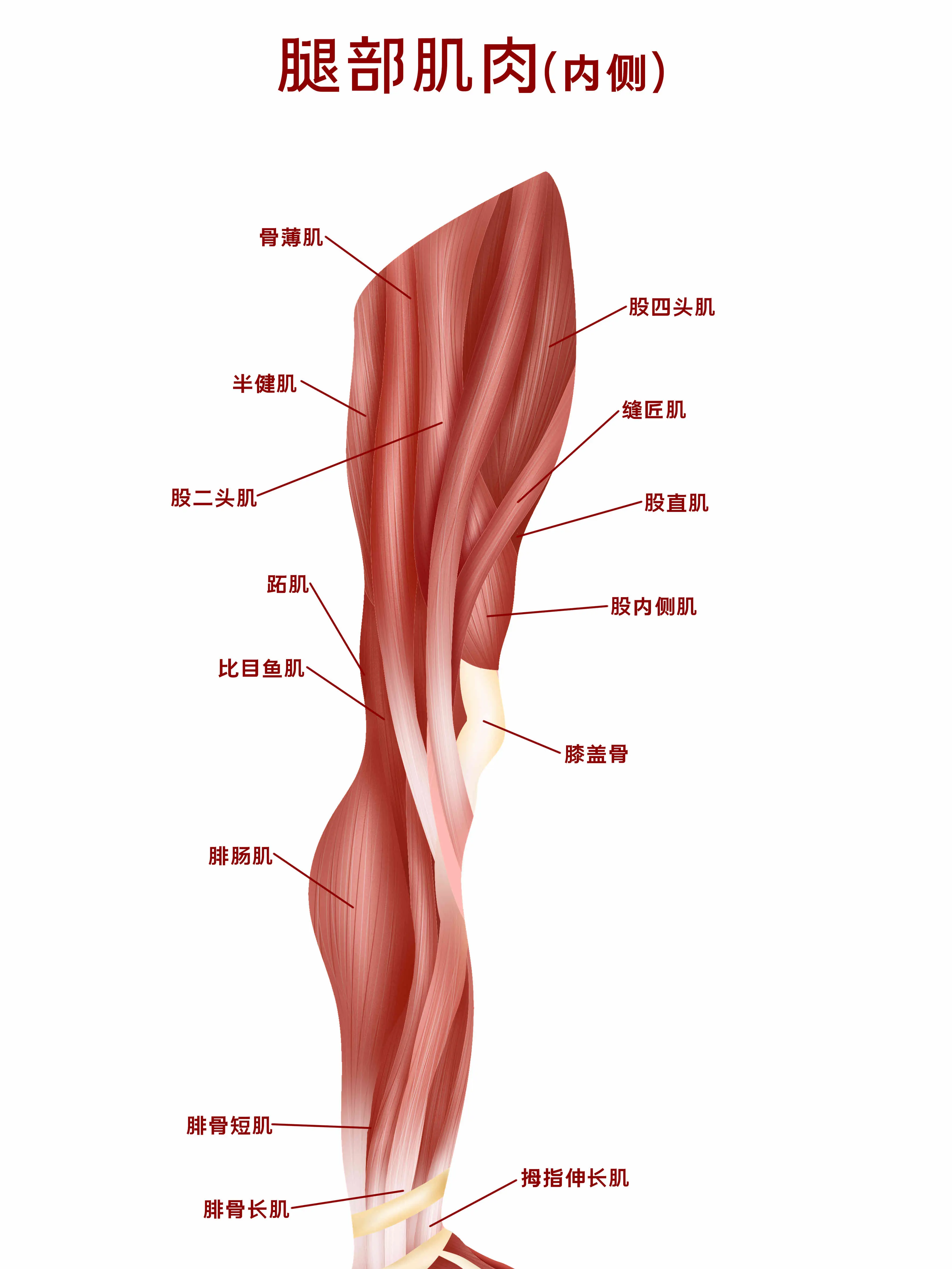 腿部肌肉結構知識小科普漫畫封面图片