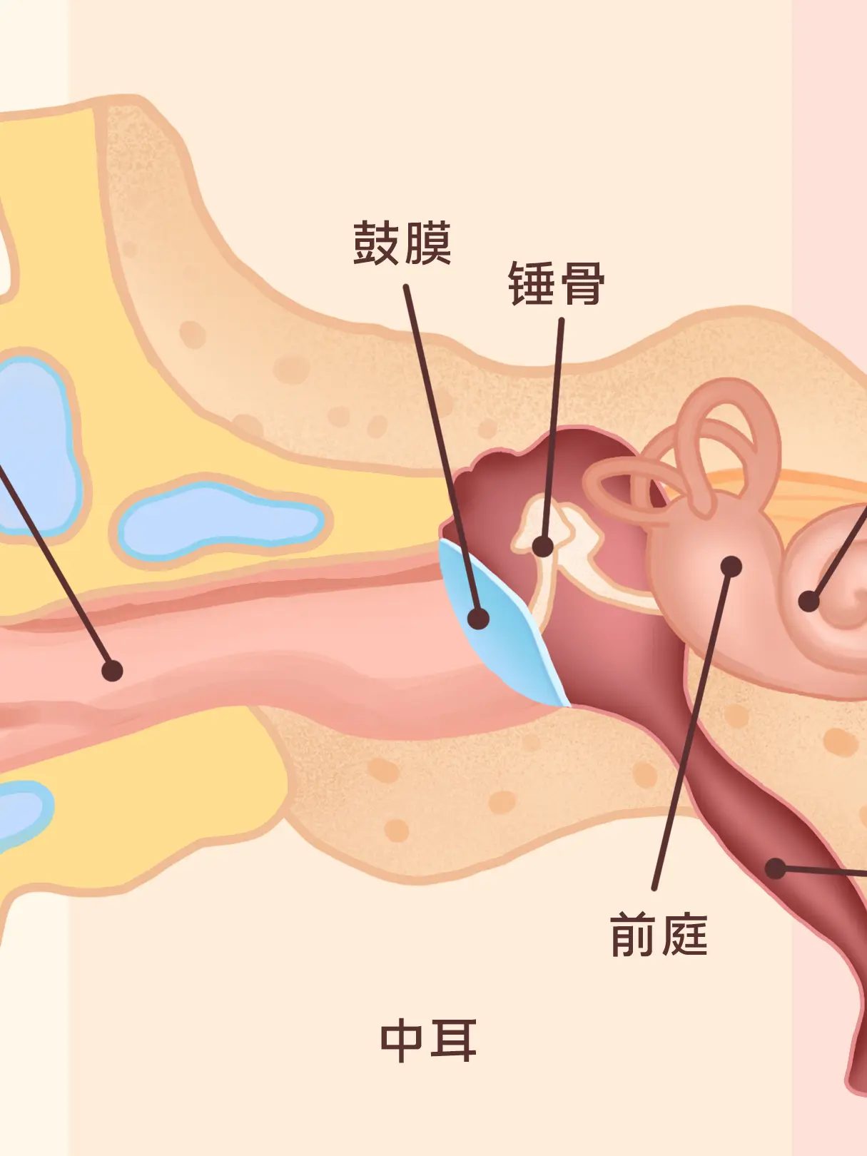 耳朵結構知識小科普漫畫封面图片