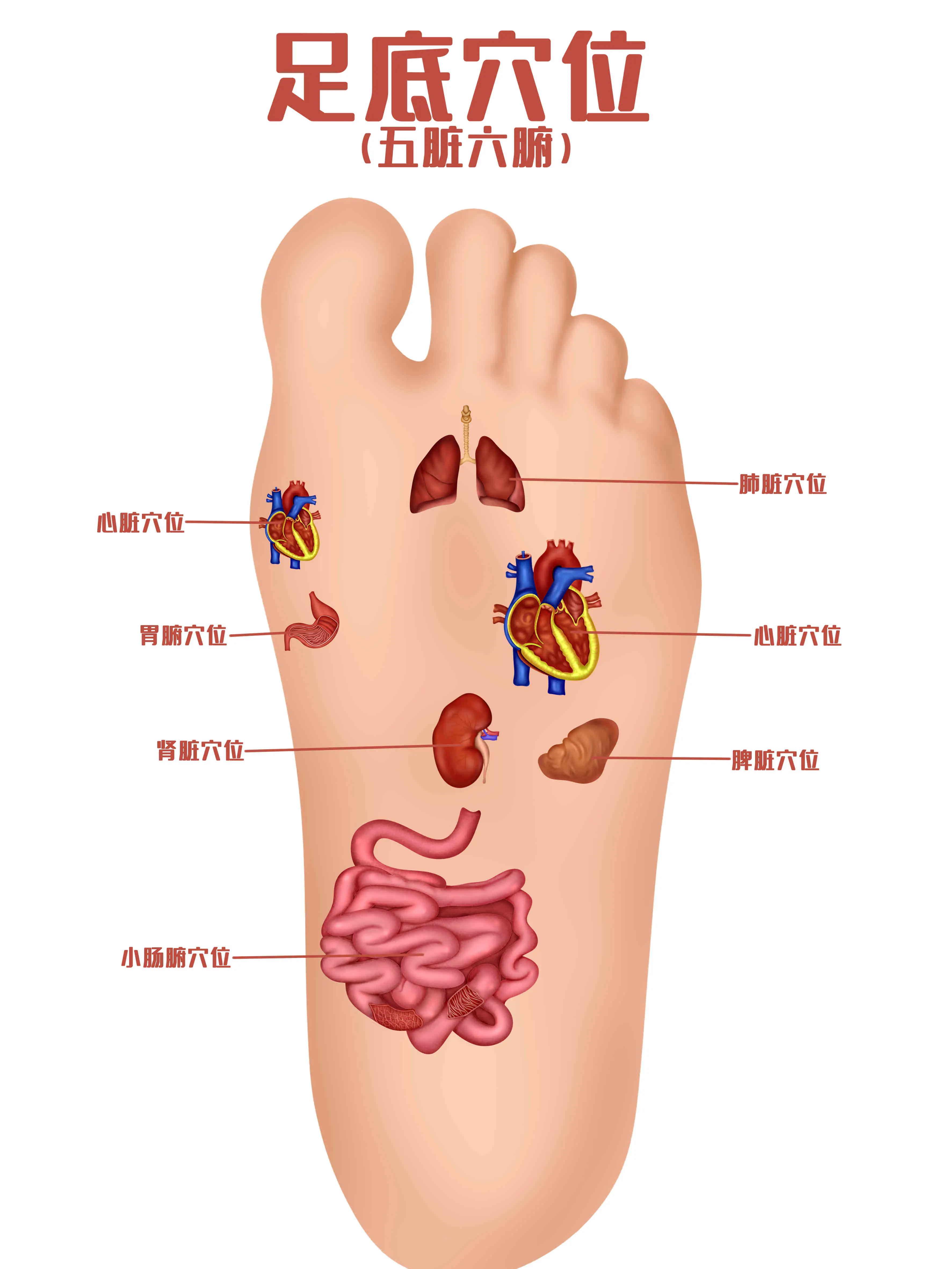足底穴位結構知識小科普漫畫封面图片