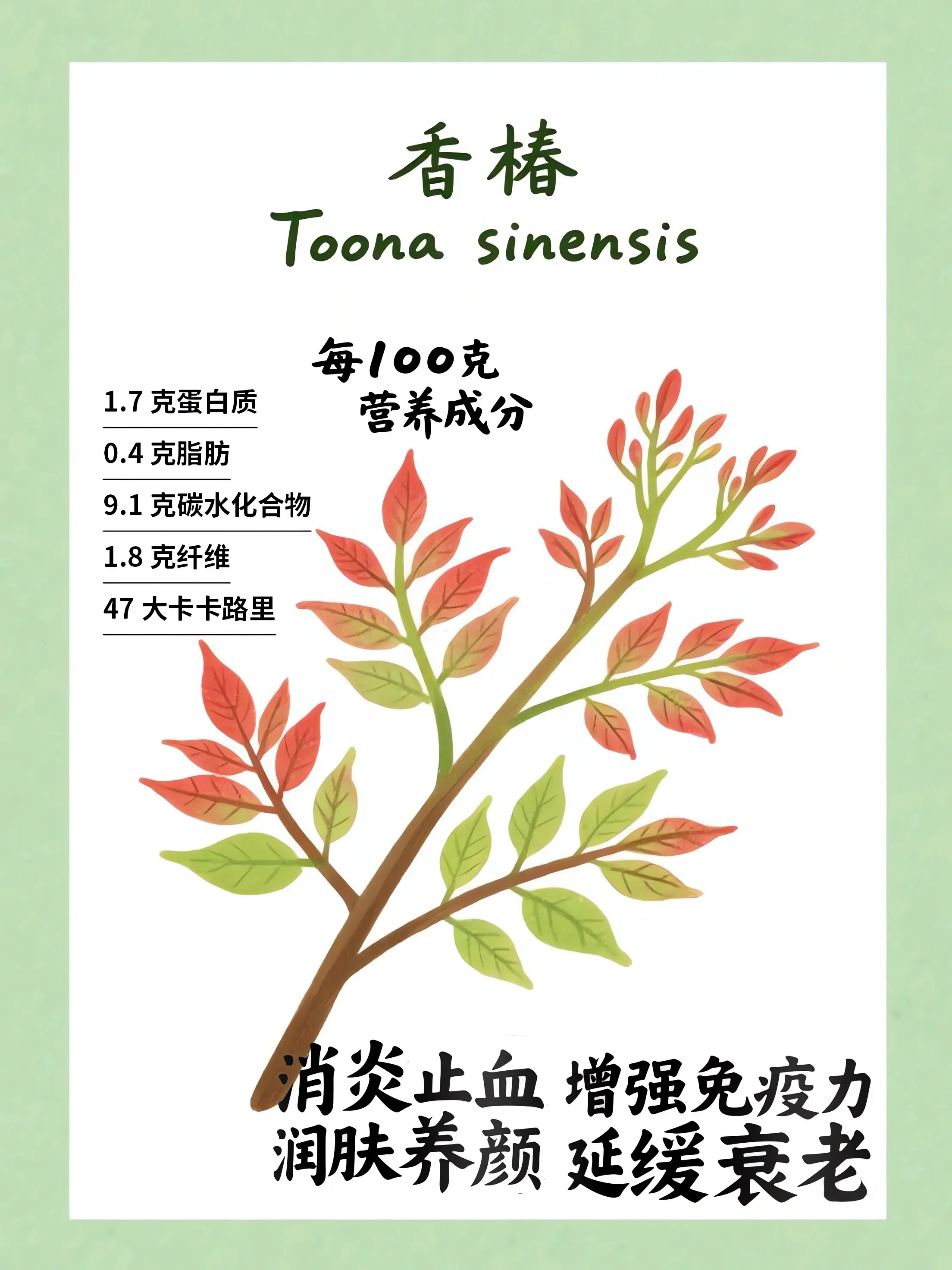 香椿知識小課堂漫畫封面图片