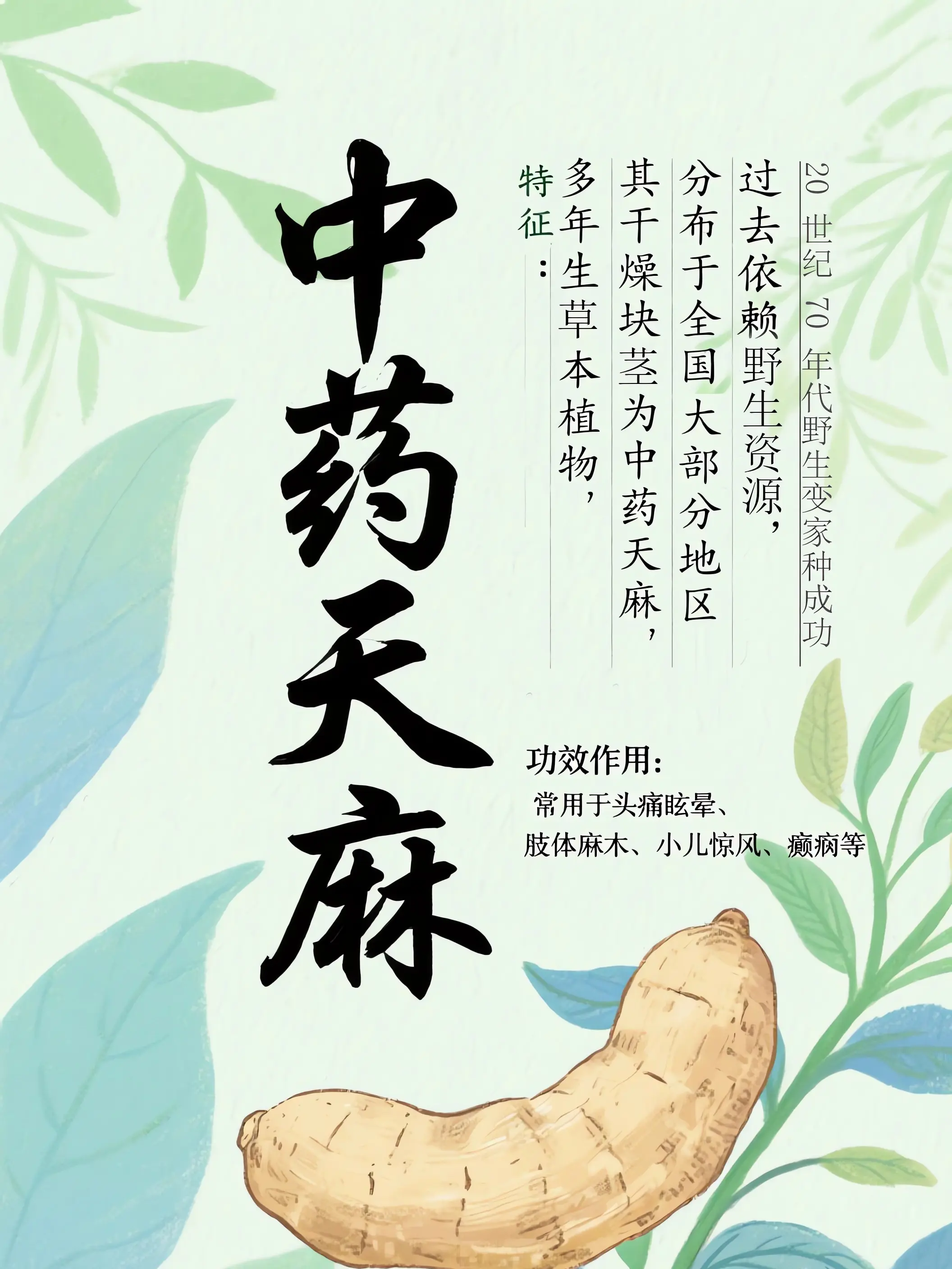 天麻中藥小課堂漫畫封面图片