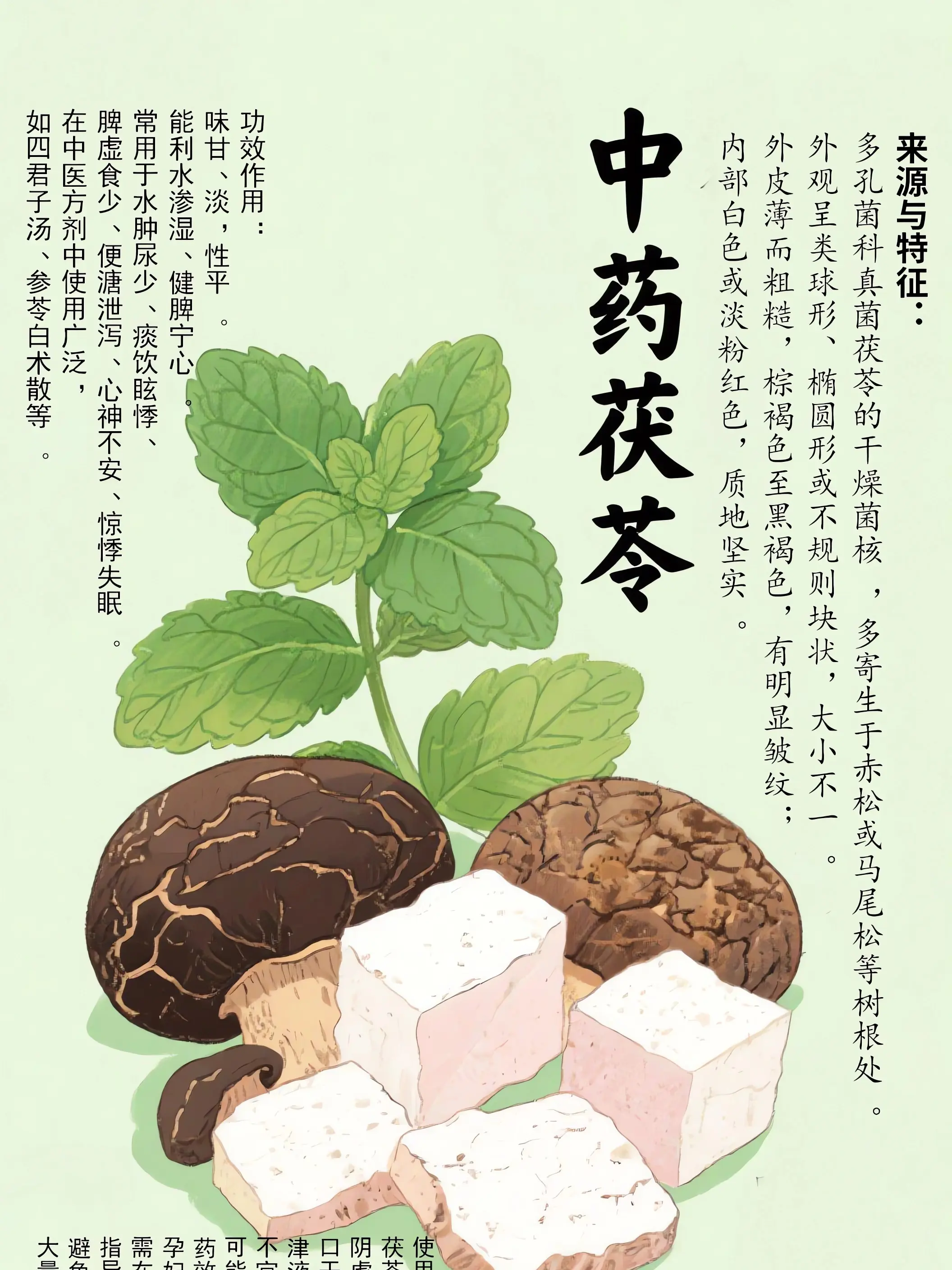 茯苓中藥小課堂漫畫封面图片