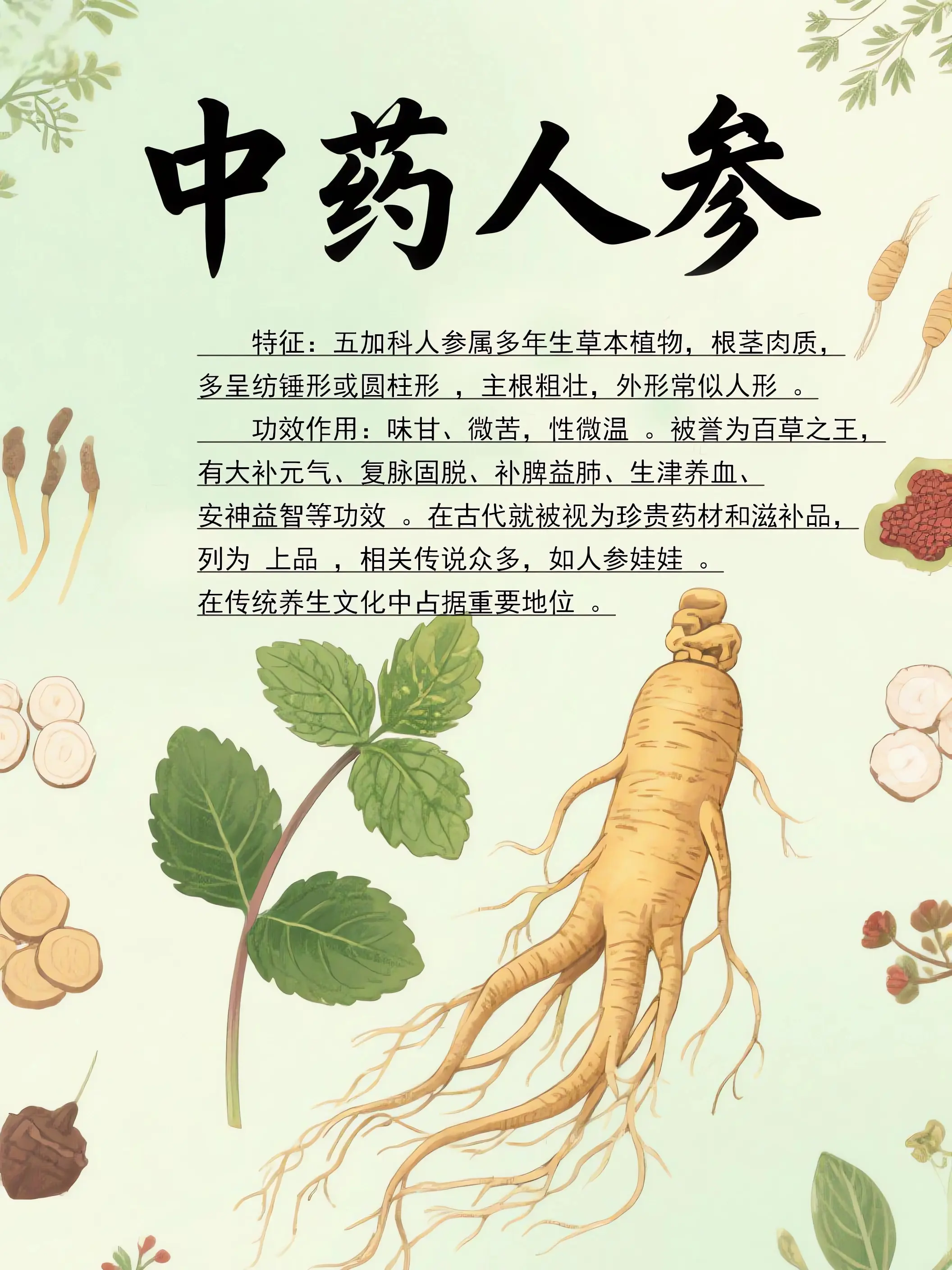 人參中藥小課堂漫畫封面图片