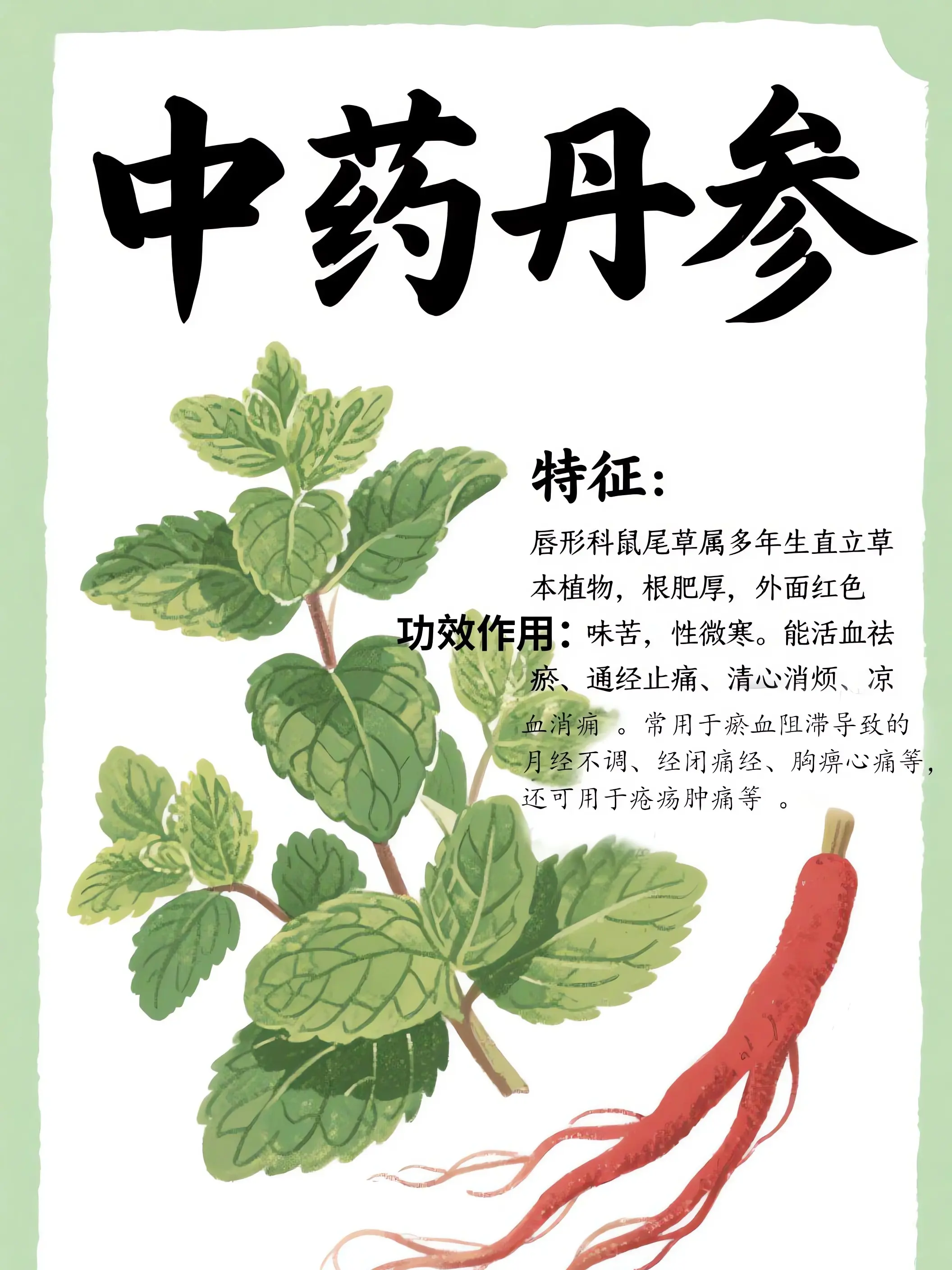 丹參中藥小課堂漫畫封面图片