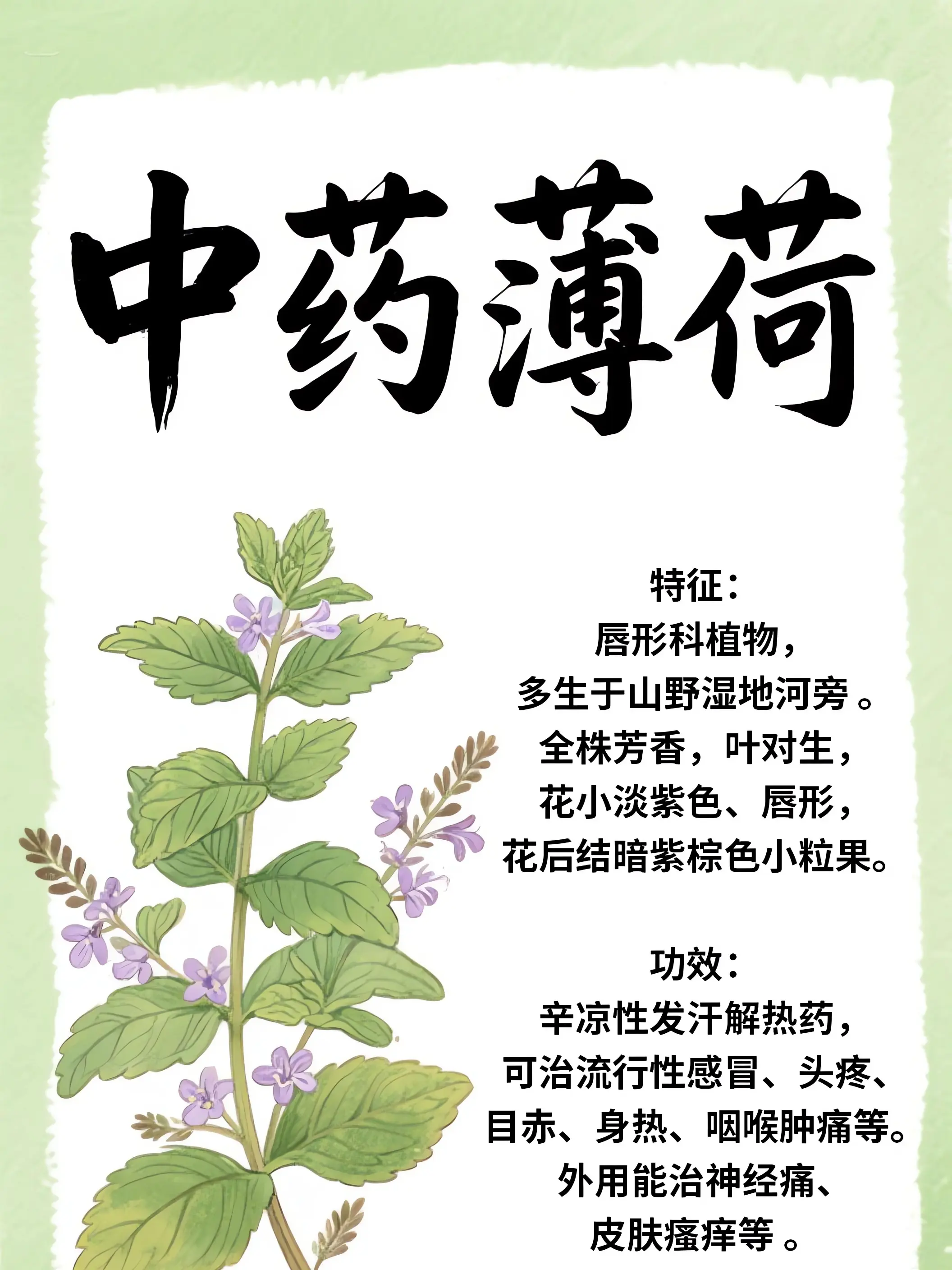 薄荷中藥小課堂漫畫封面图片