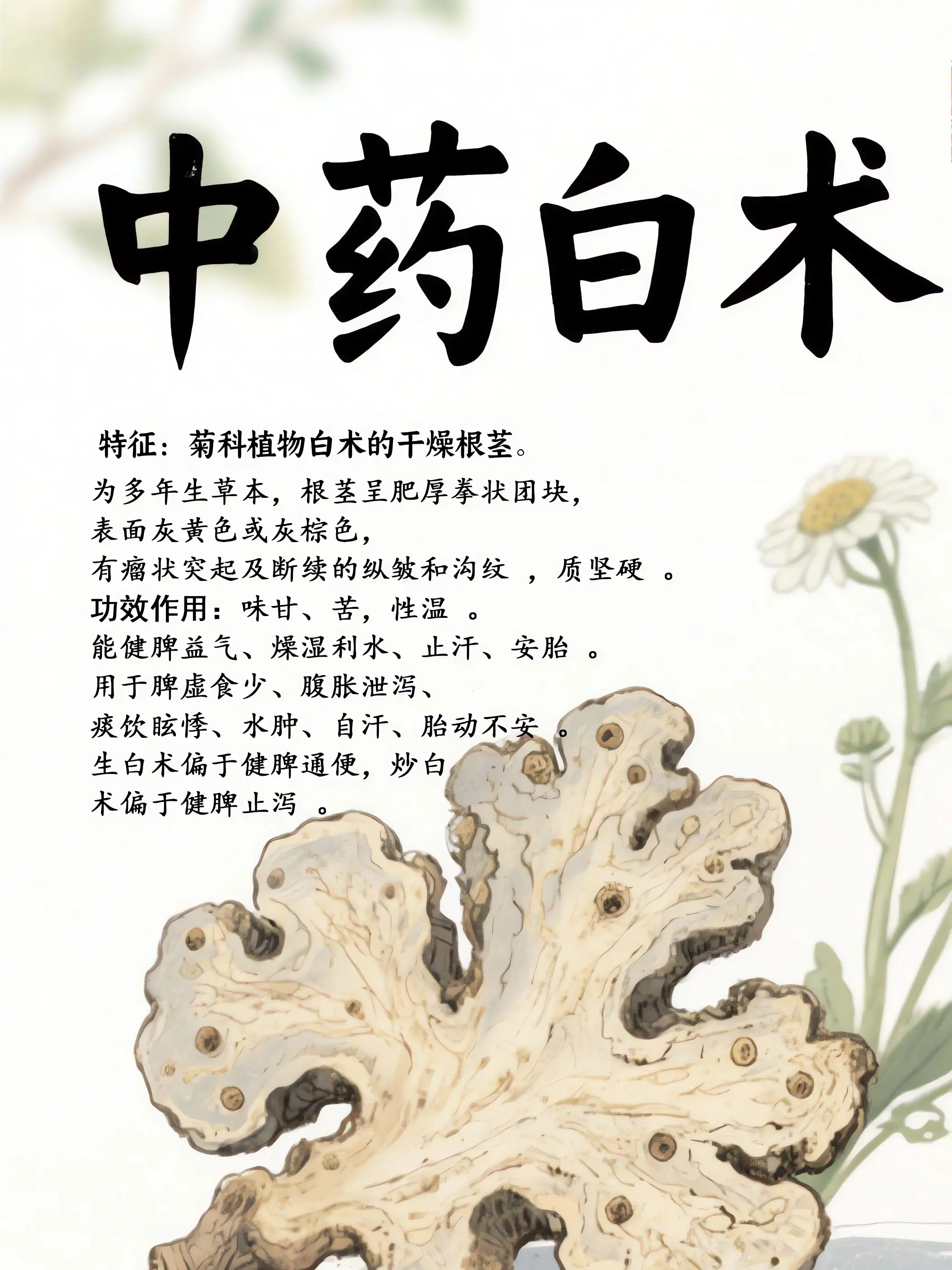 白術中藥小課堂漫畫封面图片