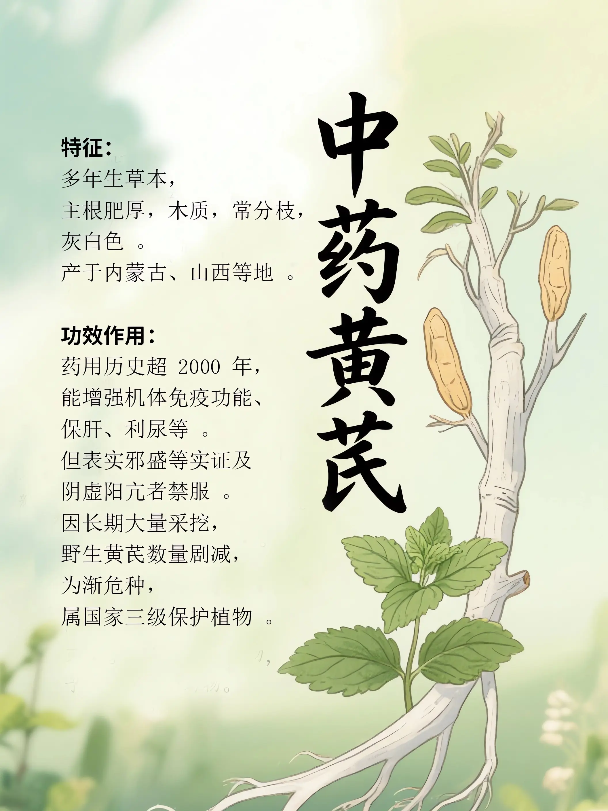 黃芪中藥小課堂漫畫封面图片