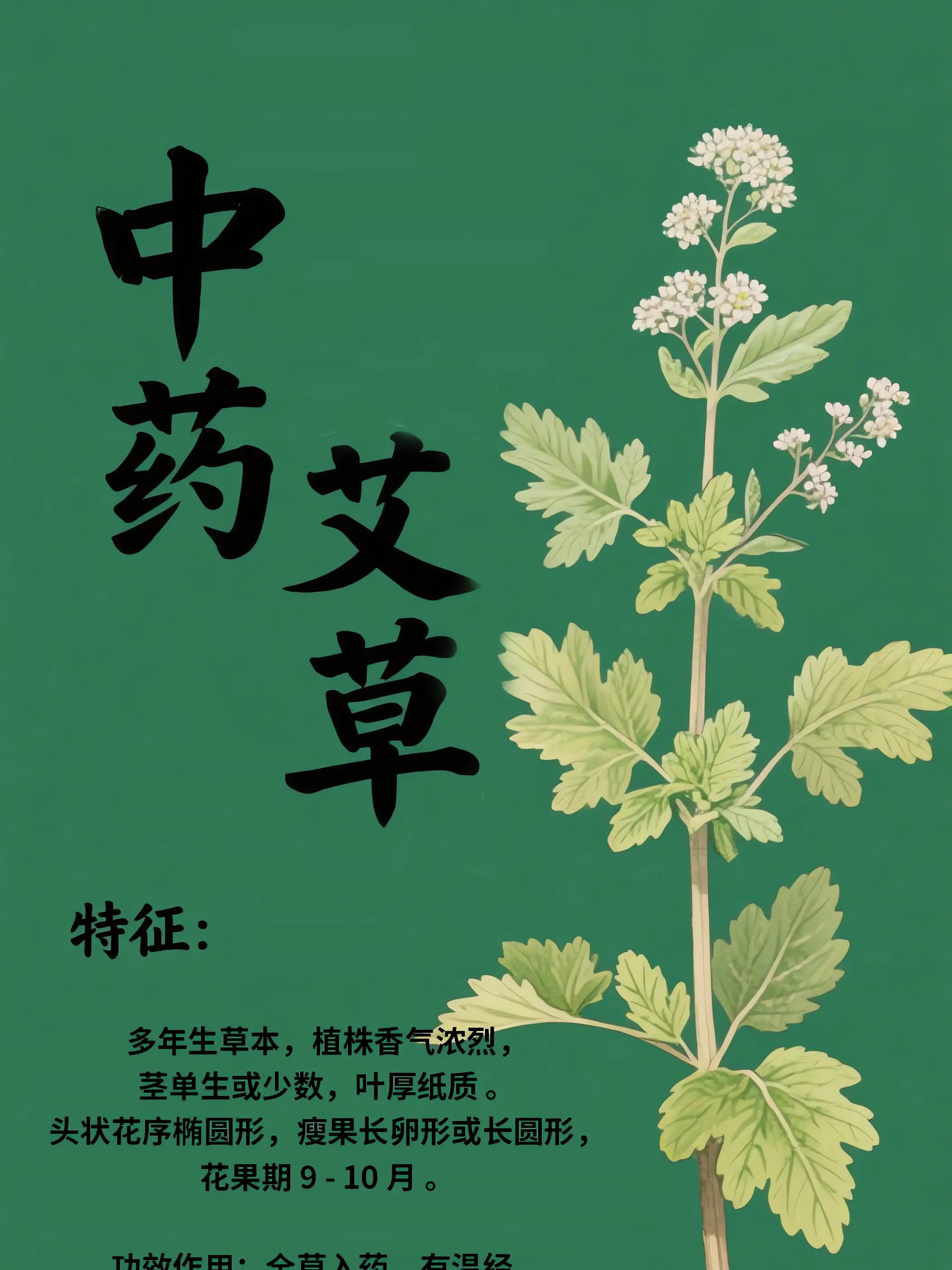 艾草中藥小課堂漫畫封面图片