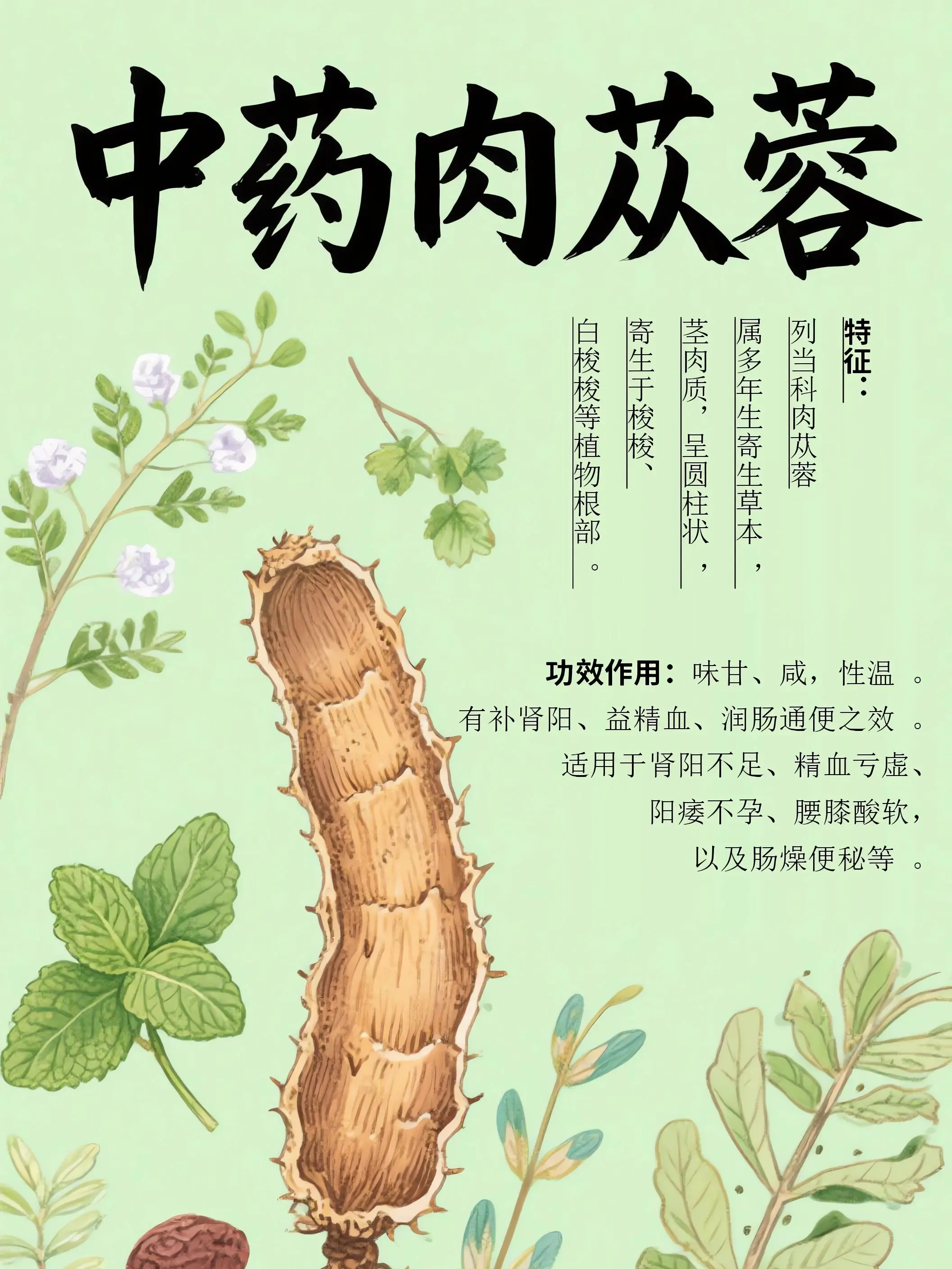 肉苁蓉中藥小課堂漫畫封面图片