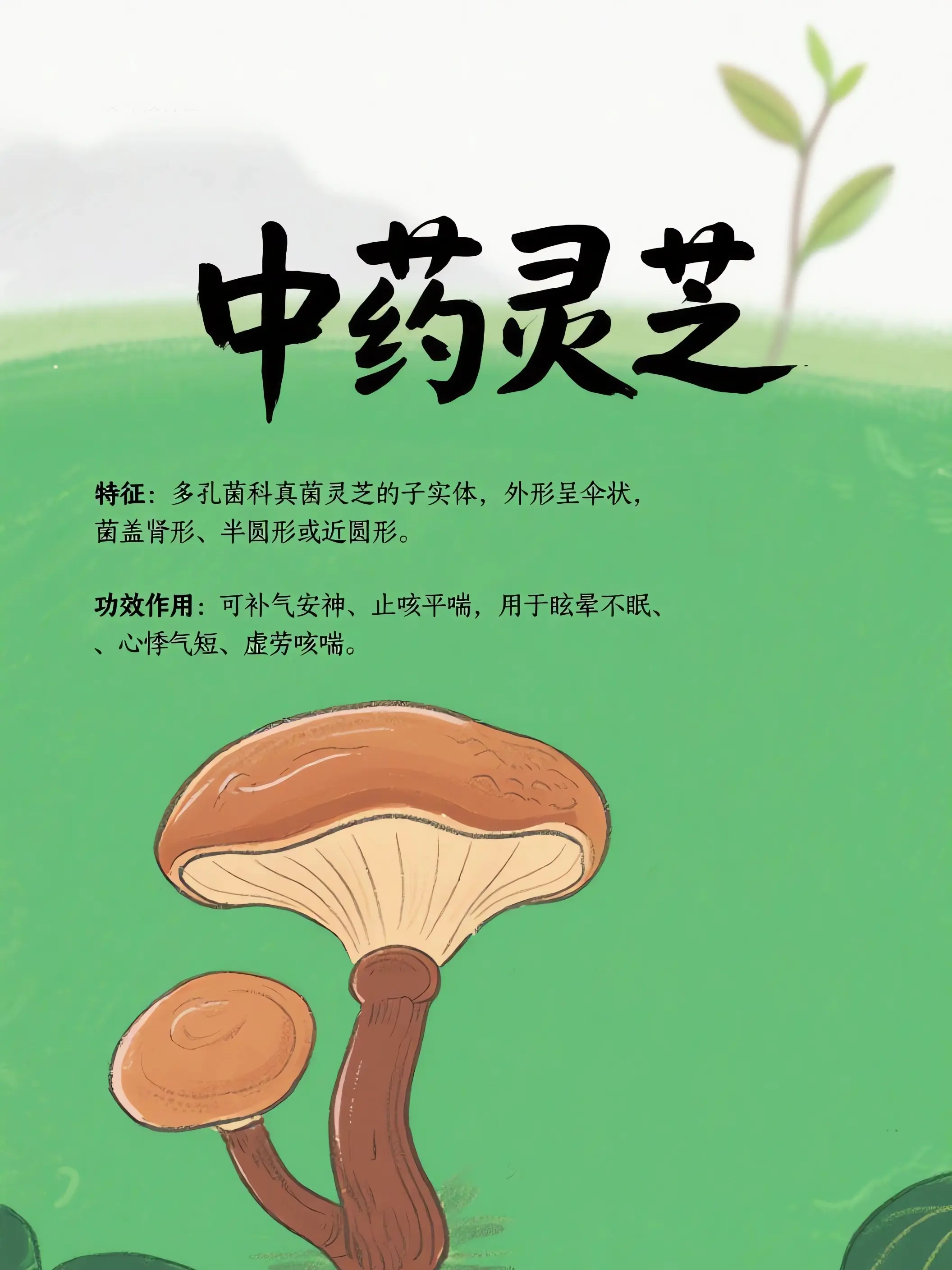 靈芝中藥小課堂漫畫封面图片