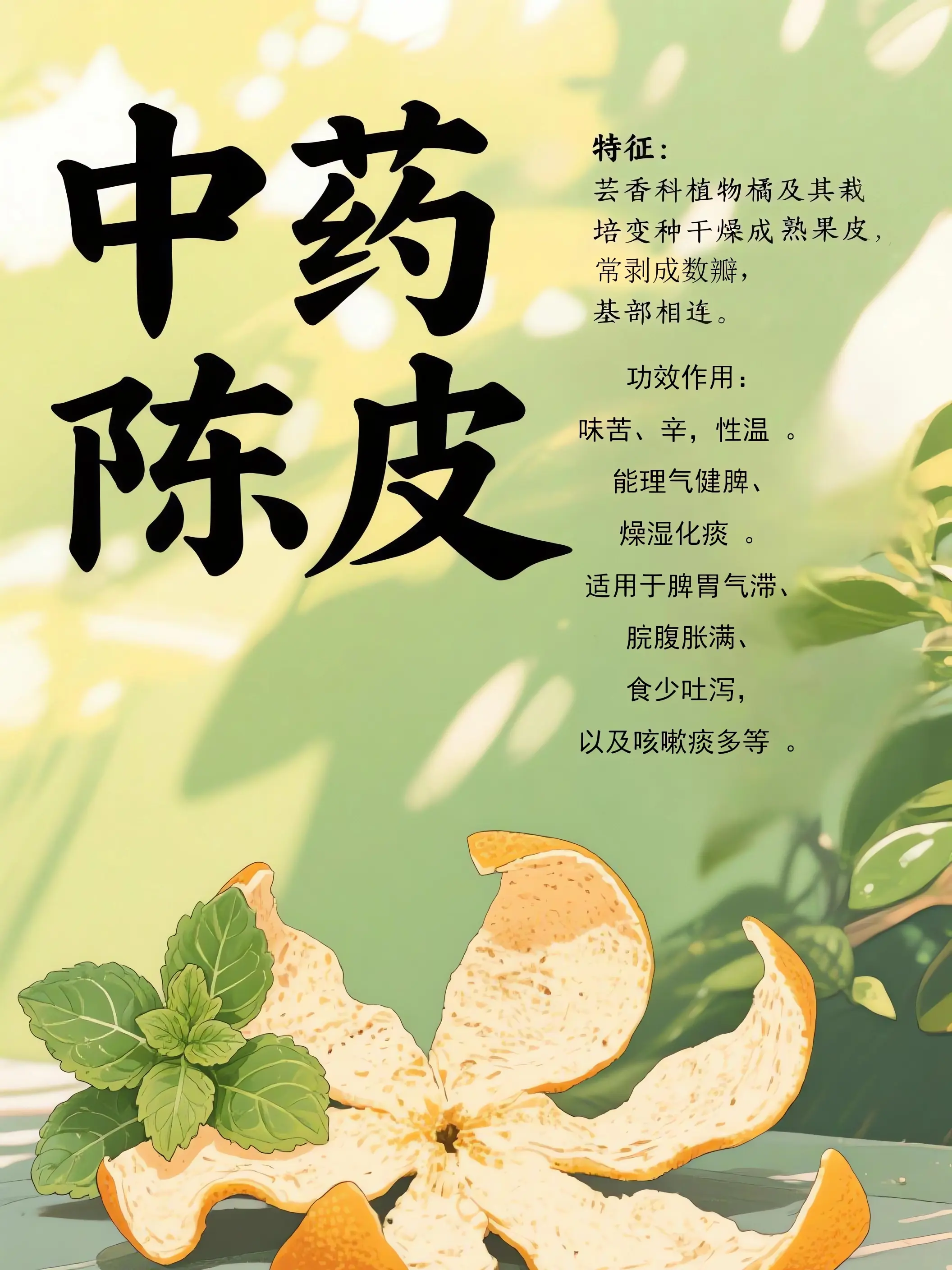 陳皮中藥小課堂漫畫封面图片
