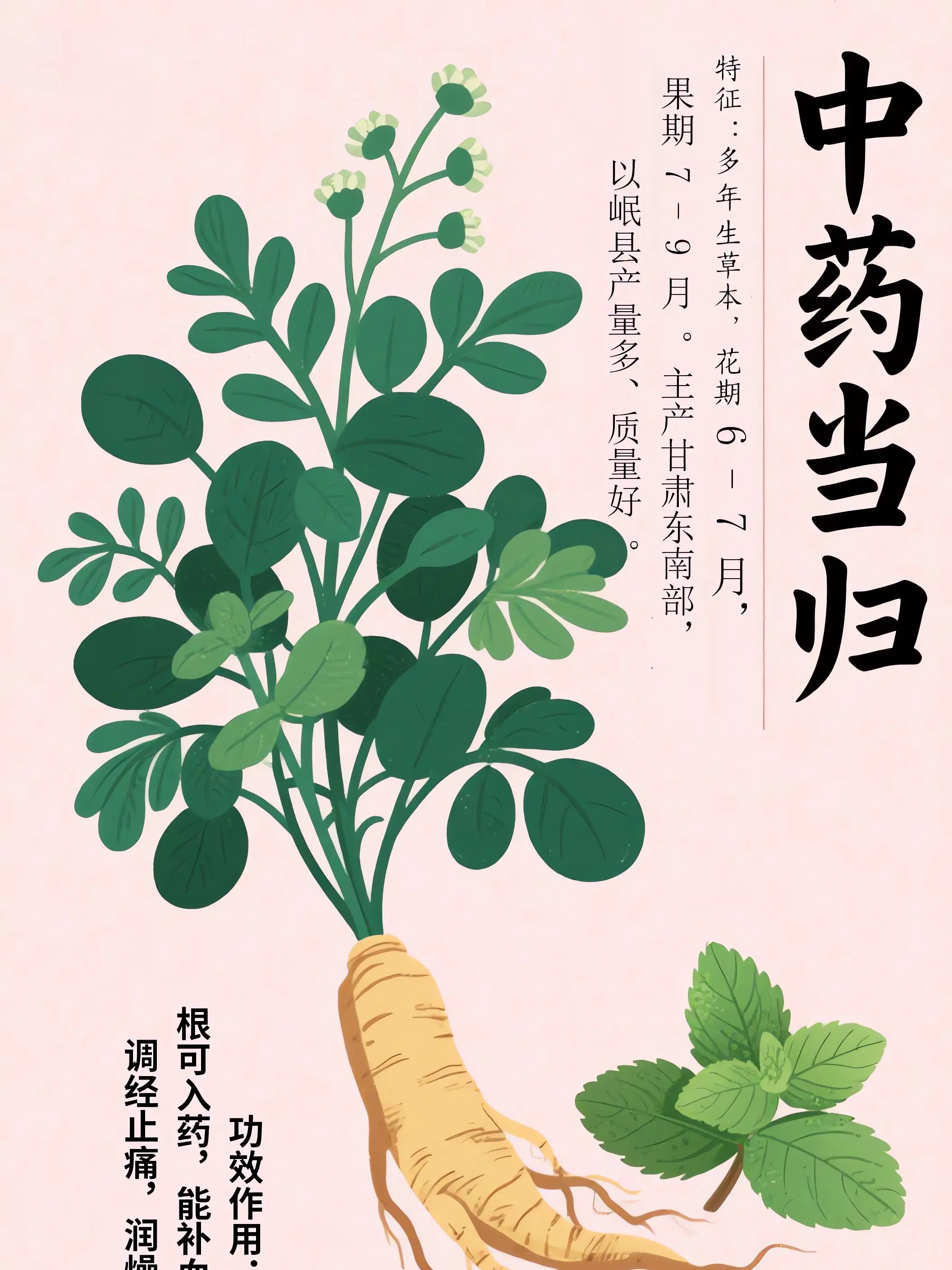當歸中藥小課堂漫畫封面图片