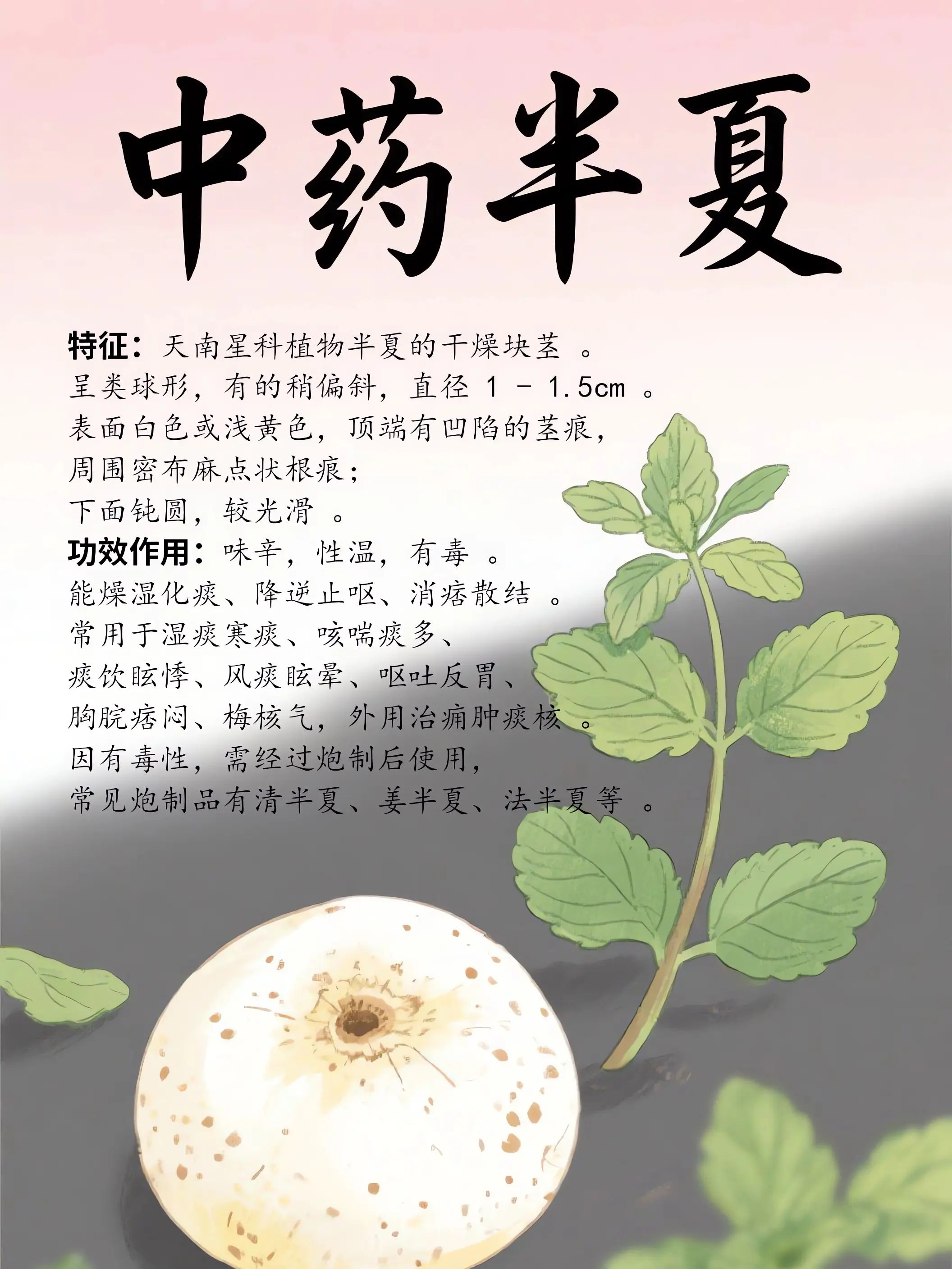 半夏中藥小課堂漫畫封面图片