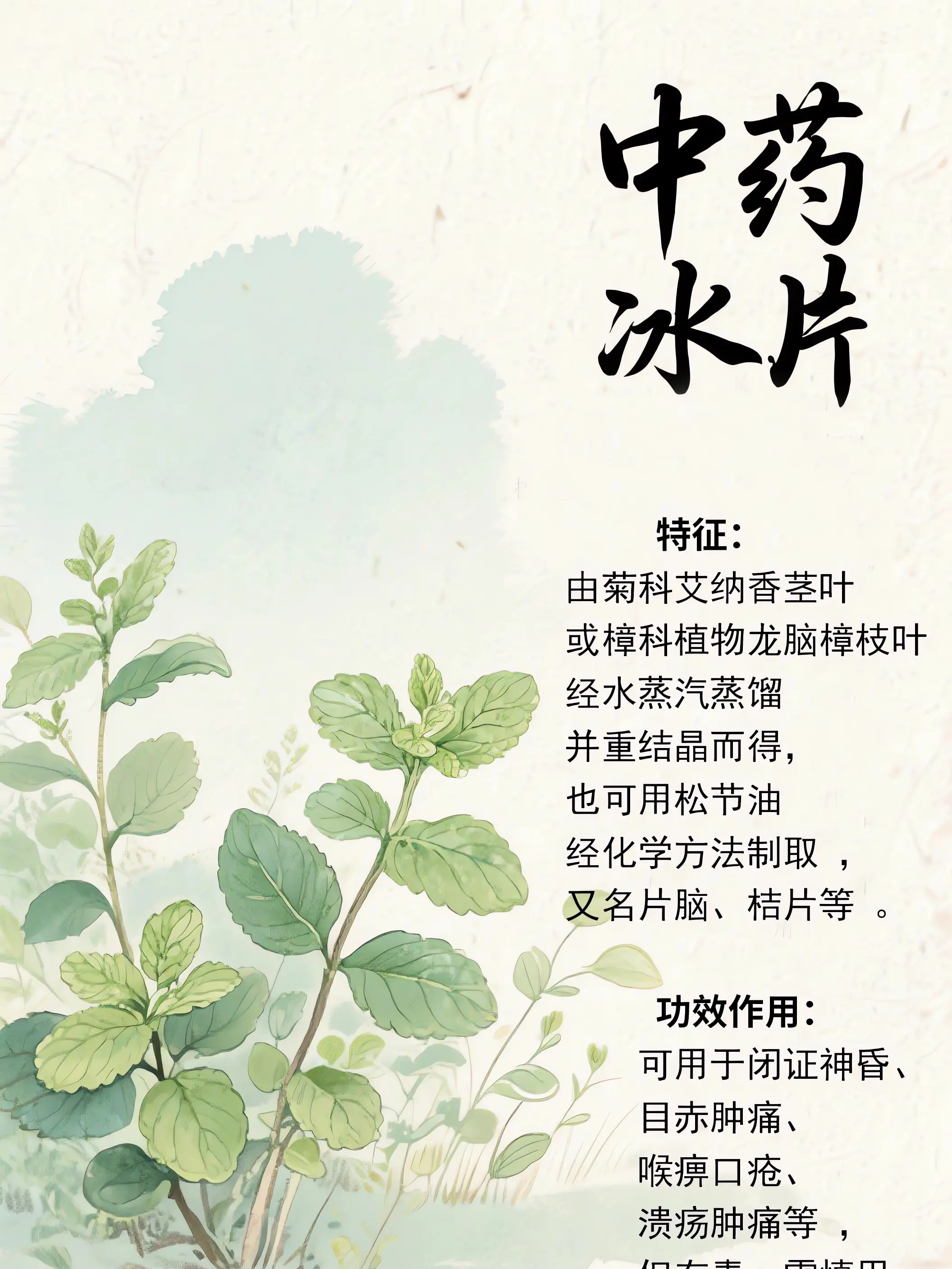 冰片中藥小課堂漫畫封面图片