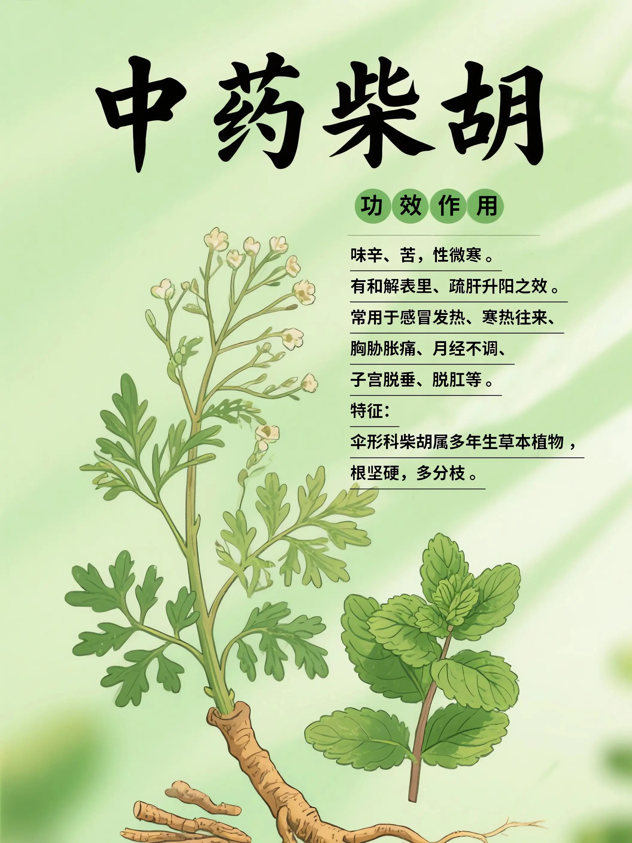 柴胡中藥小課堂漫畫封面图片