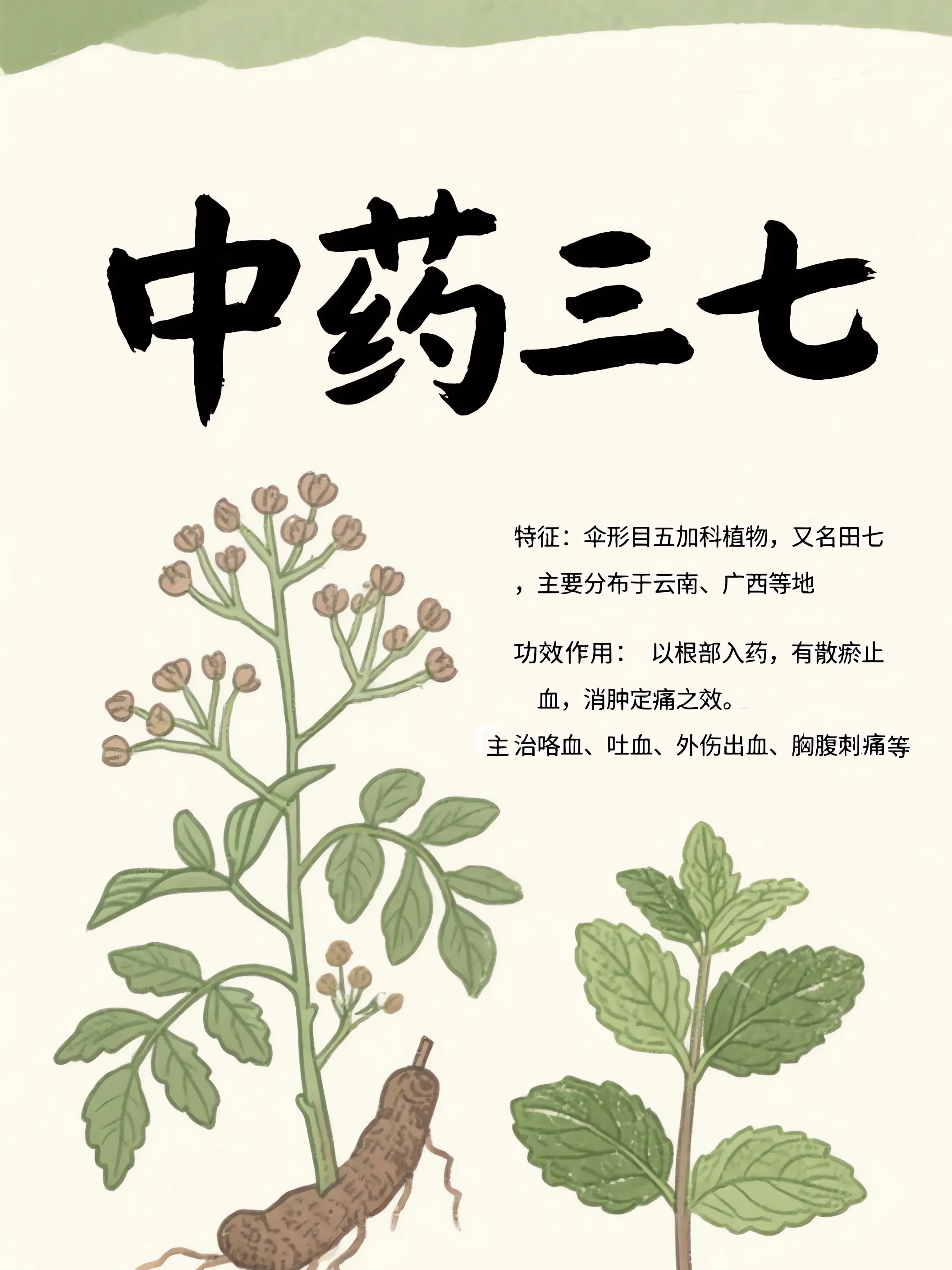 三七中藥小課堂漫畫封面图片