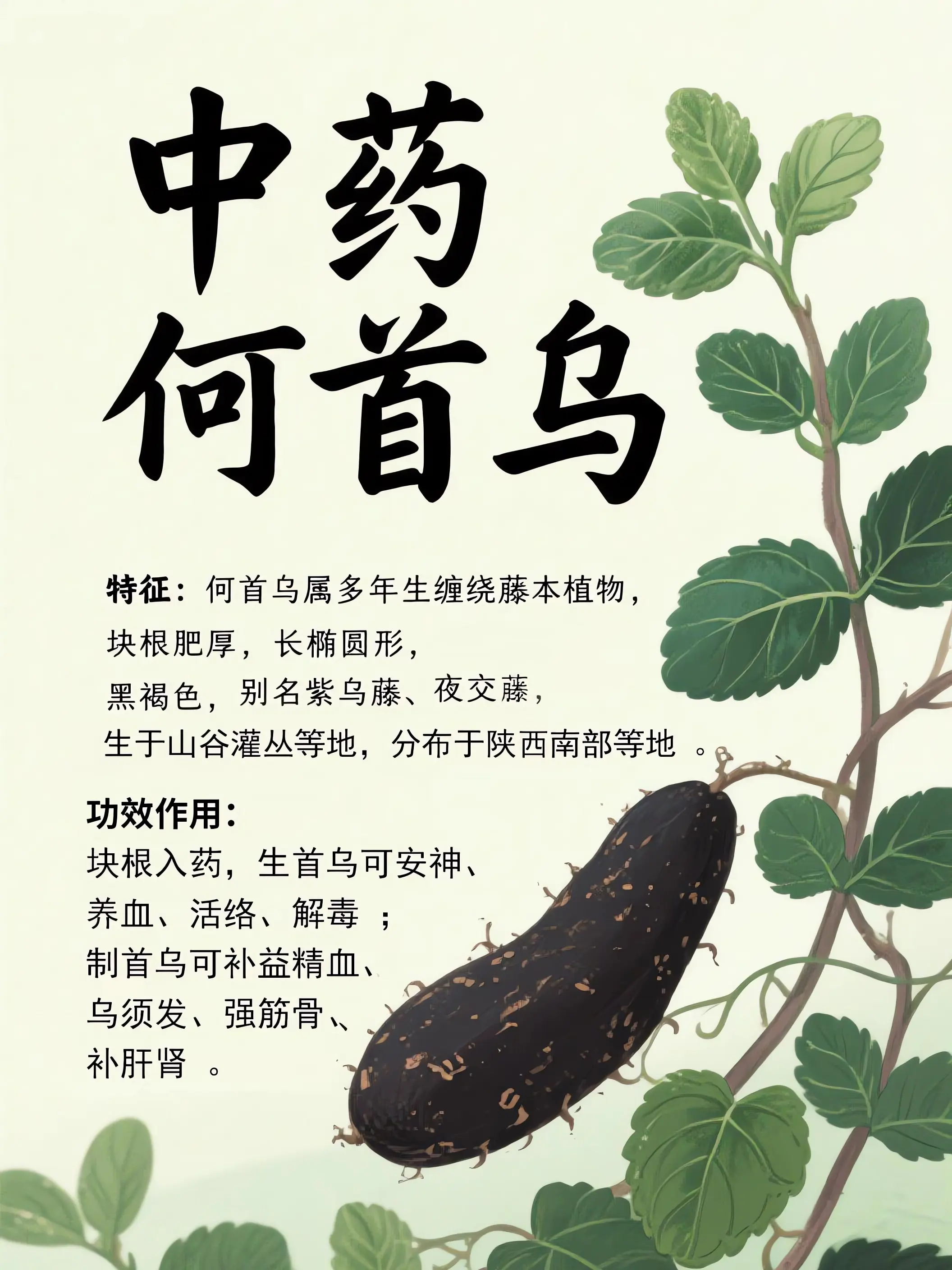 何首烏中藥小課堂漫畫封面图片